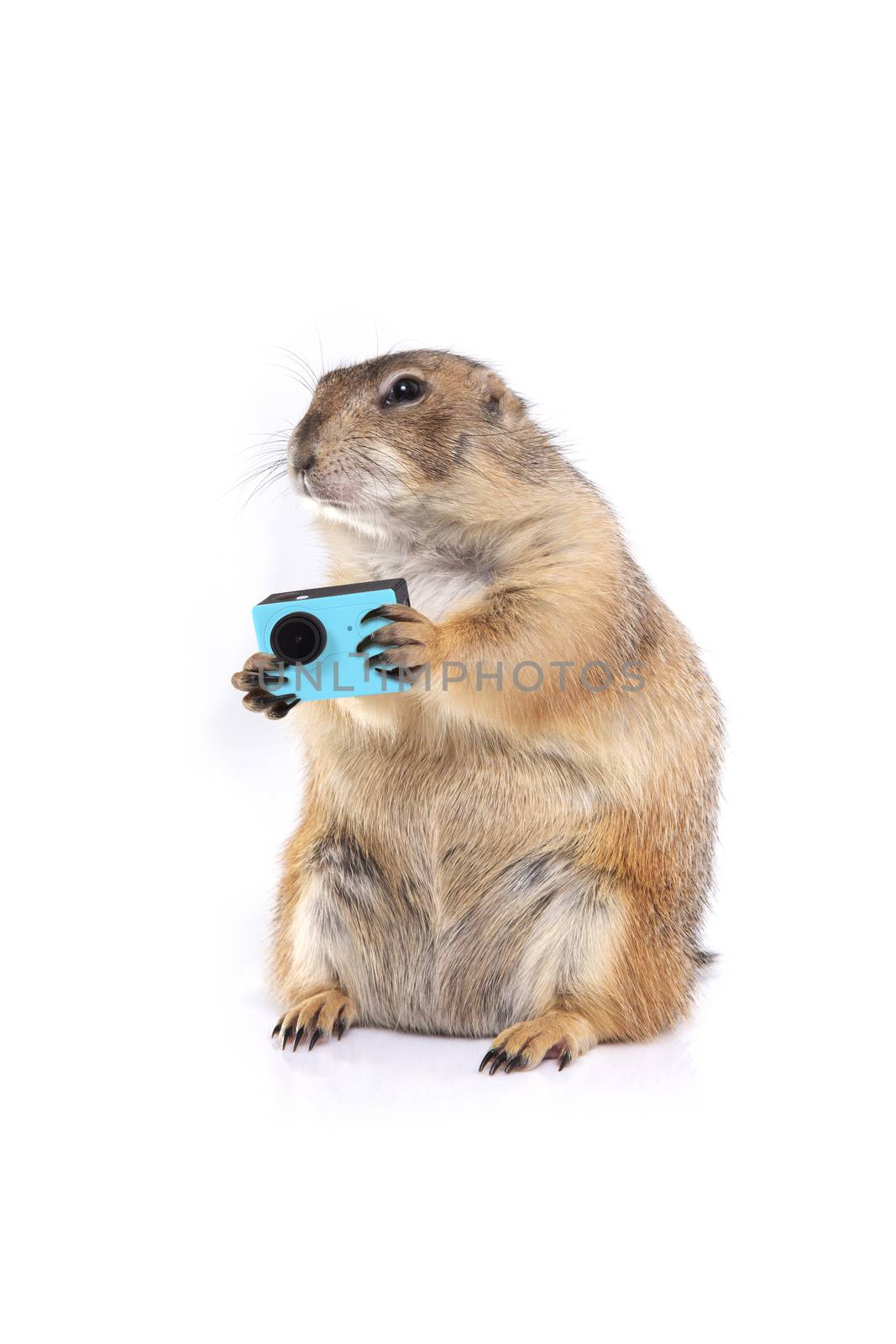 Little prairie dog holding blue action camera in hands. by pandpstock_002