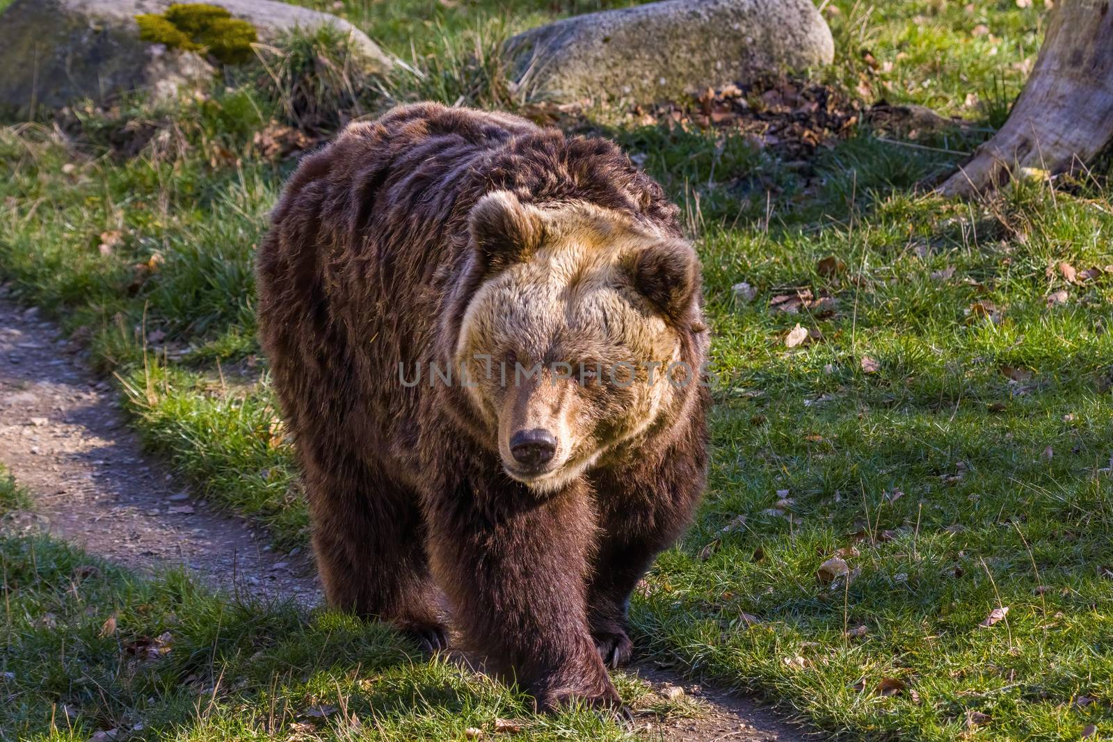 Big Brown bear at the nature meadow