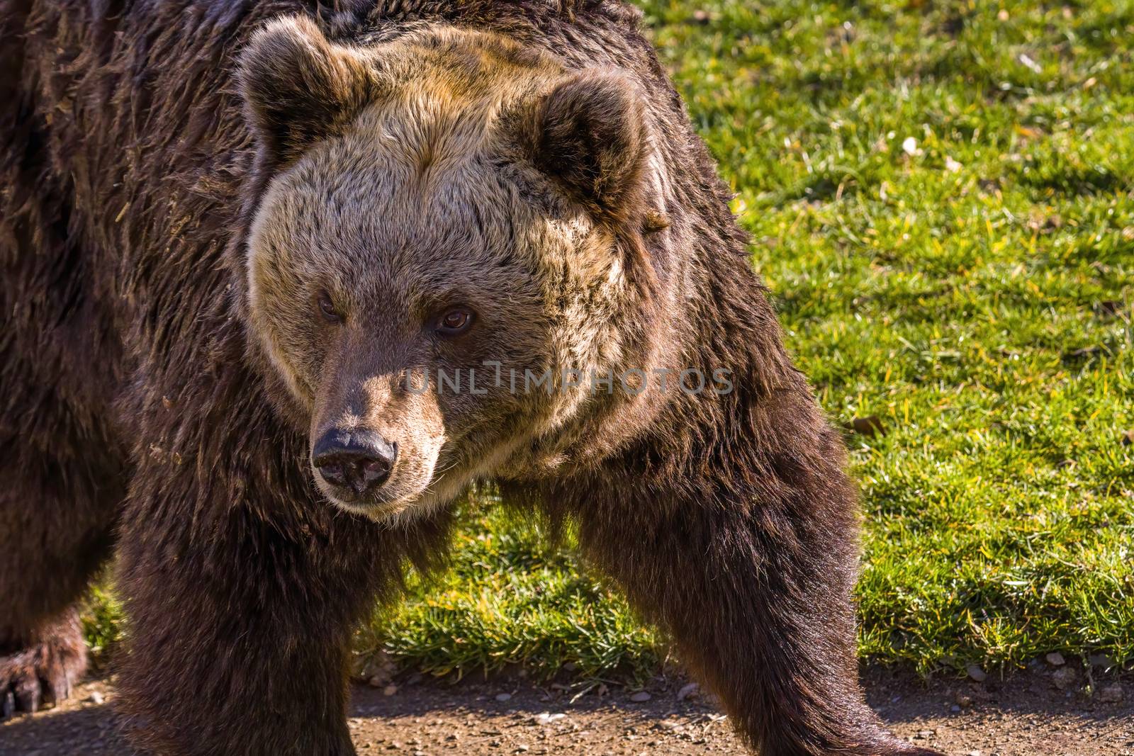 Big Brown bear at the nature meadow