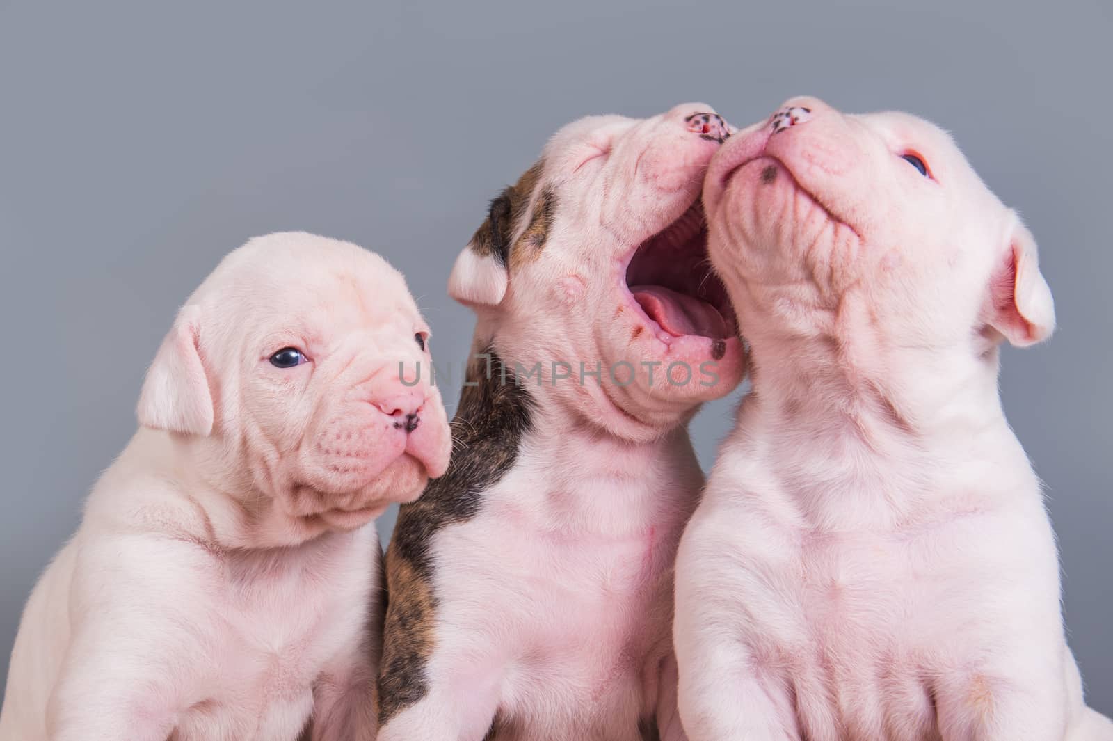 Three funny American Bulldog puppies dogs on gray by infinityyy