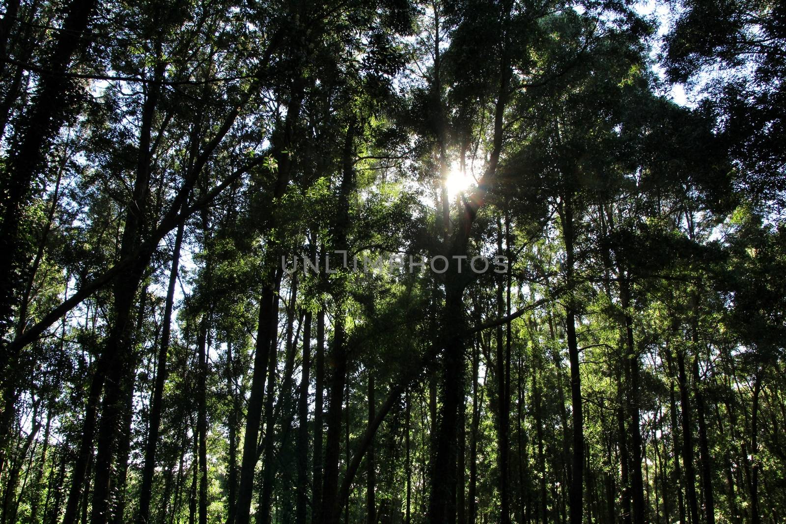 Beautiful leafy forest with colossal trees and soft sun rays in Sintra Mountains in Lisbon, Portugal