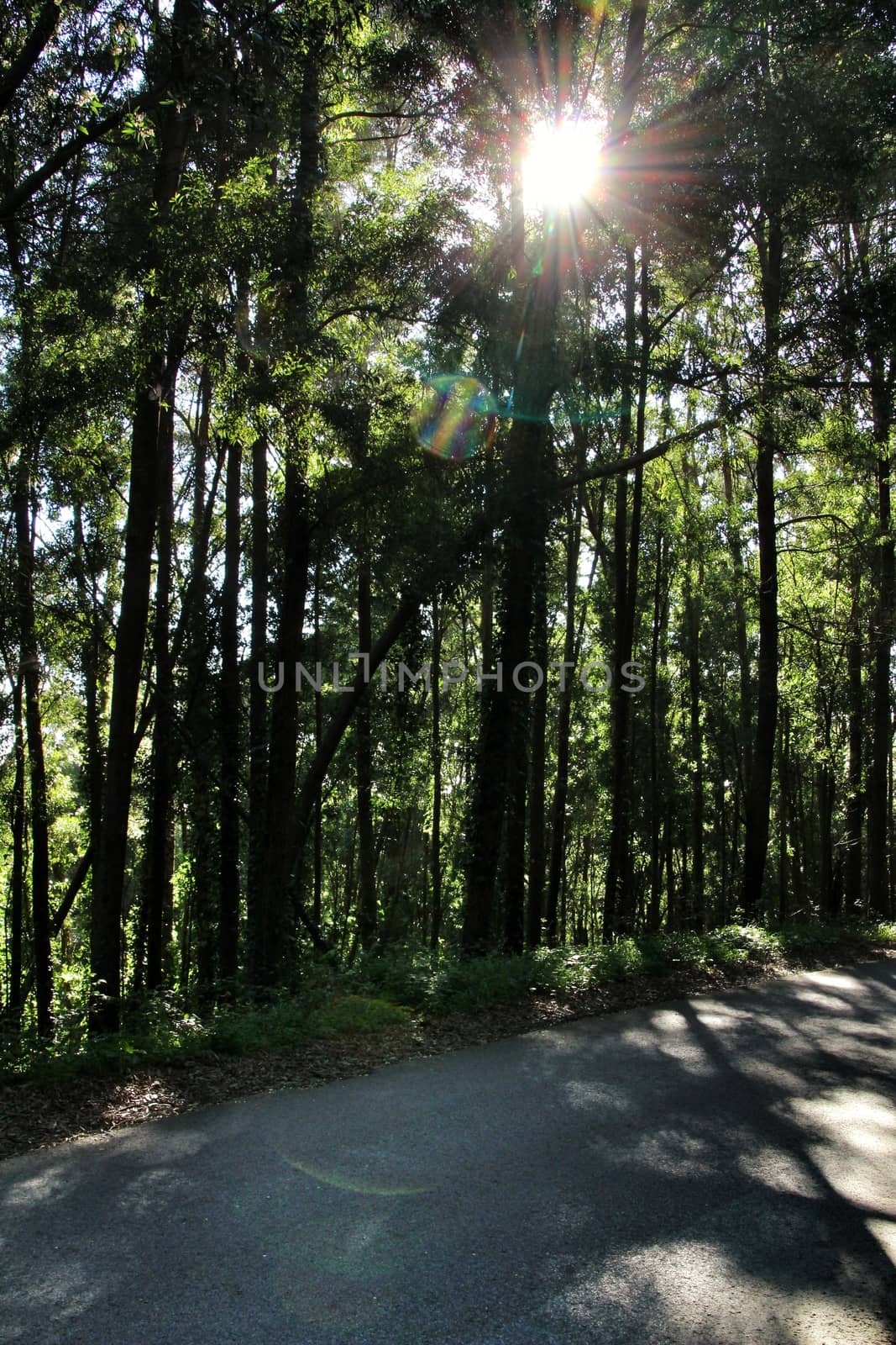 Road crossing leafy pine forest in Sintra Mountains in Lisbon, Portugal