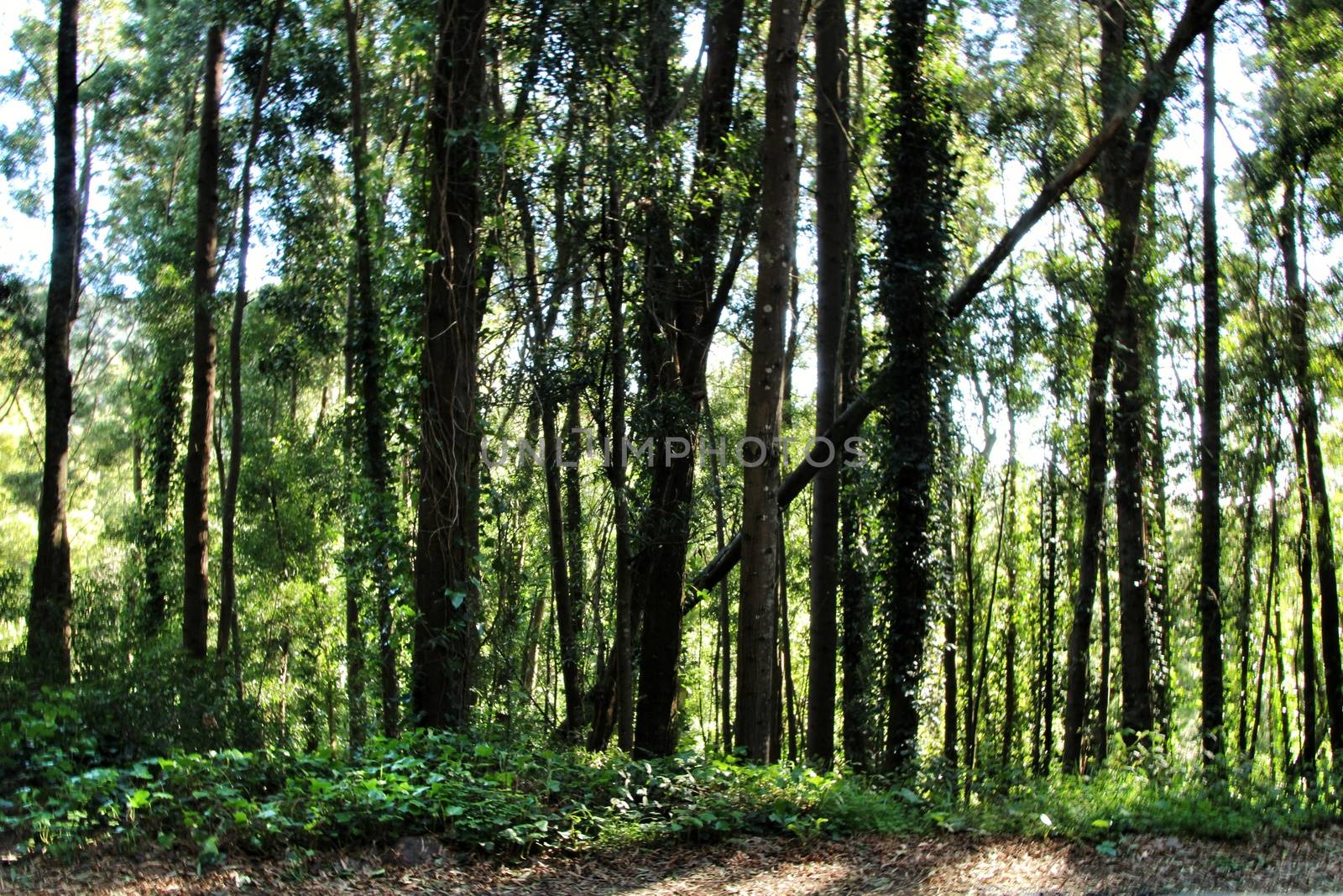 Beautiful leafy forest with colossal trees and soft sun rays in Sintra Mountains in Lisbon, Portugal