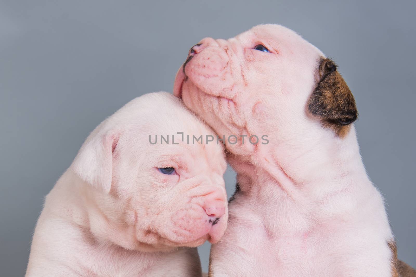 Two funny American Bulldog puppies dogs on gray background