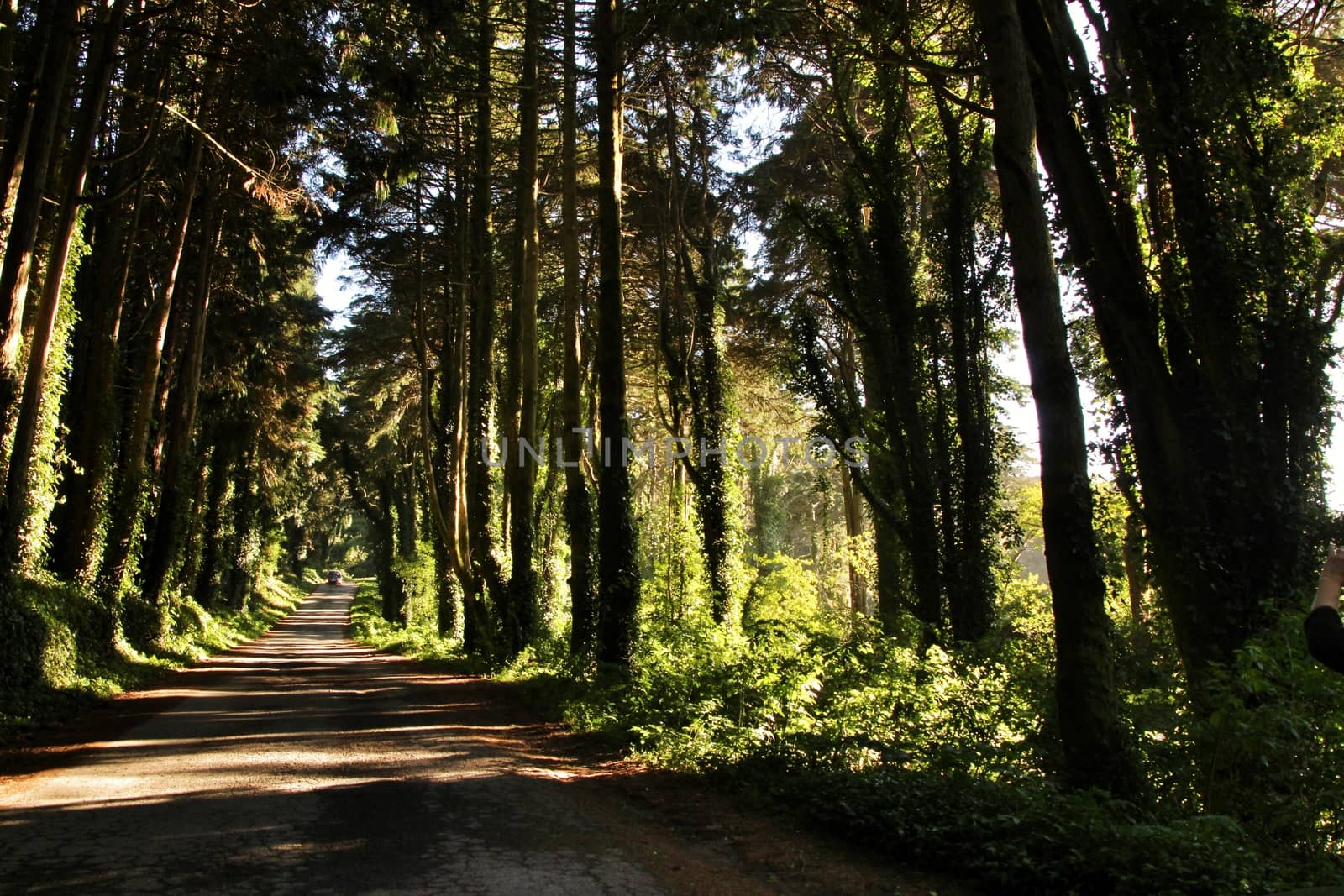 Road crossing leafy pine forest in Sintra Mountains in Lisbon, Portugal