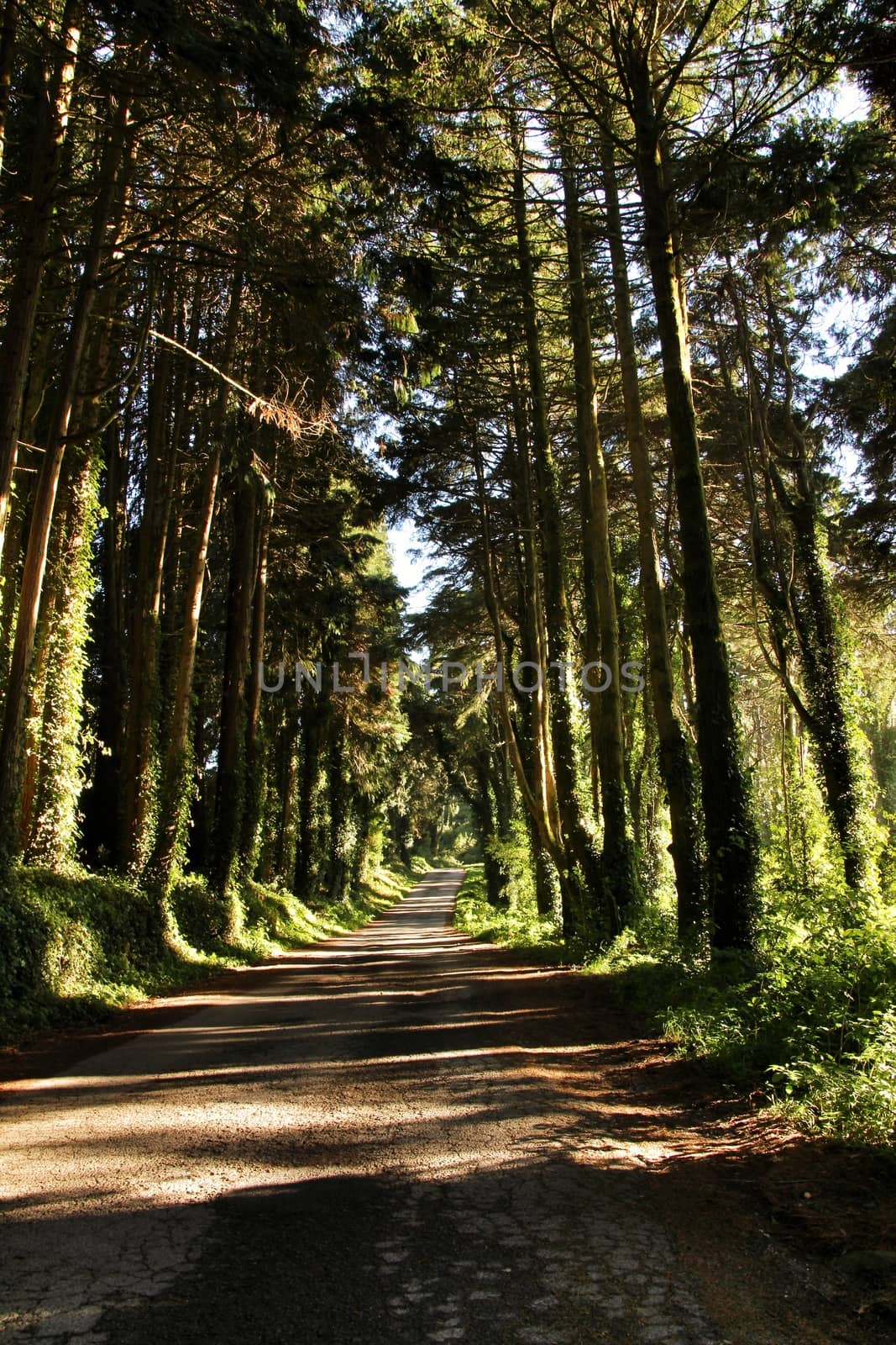 Road crossing leafy pine forest in Sintra Mountains in Lisbon, Portugal