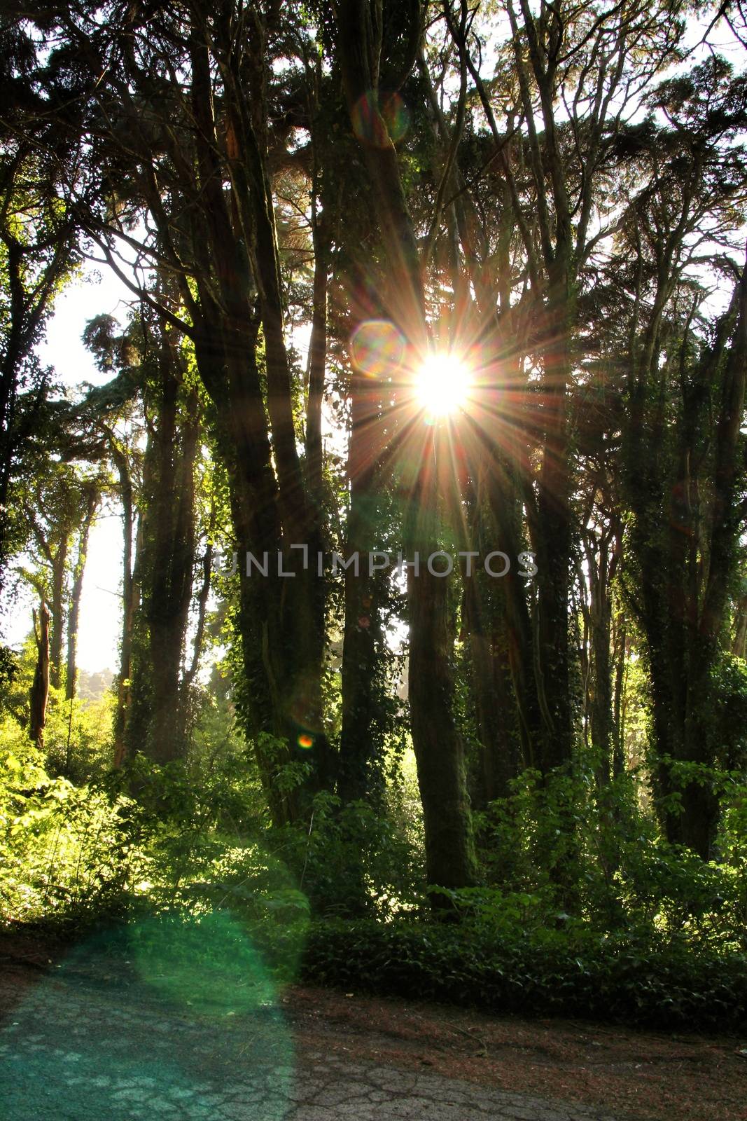 Beautiful leafy forest with colossal trees and soft sun rays in Sintra Mountains in Lisbon, Portugal