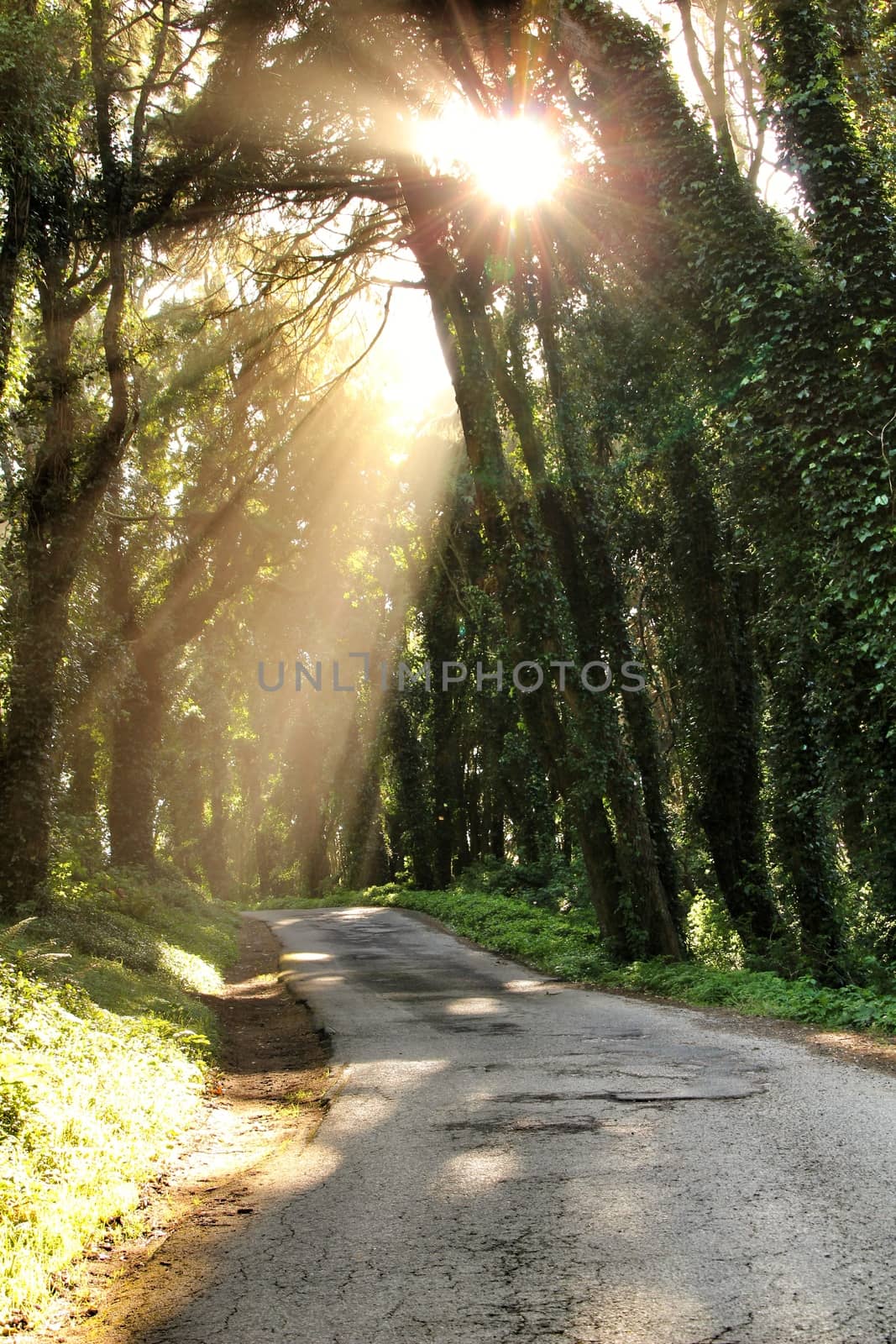 Road crossing leafy pine forest in Sintra Mountains in Lisbon, Portugal