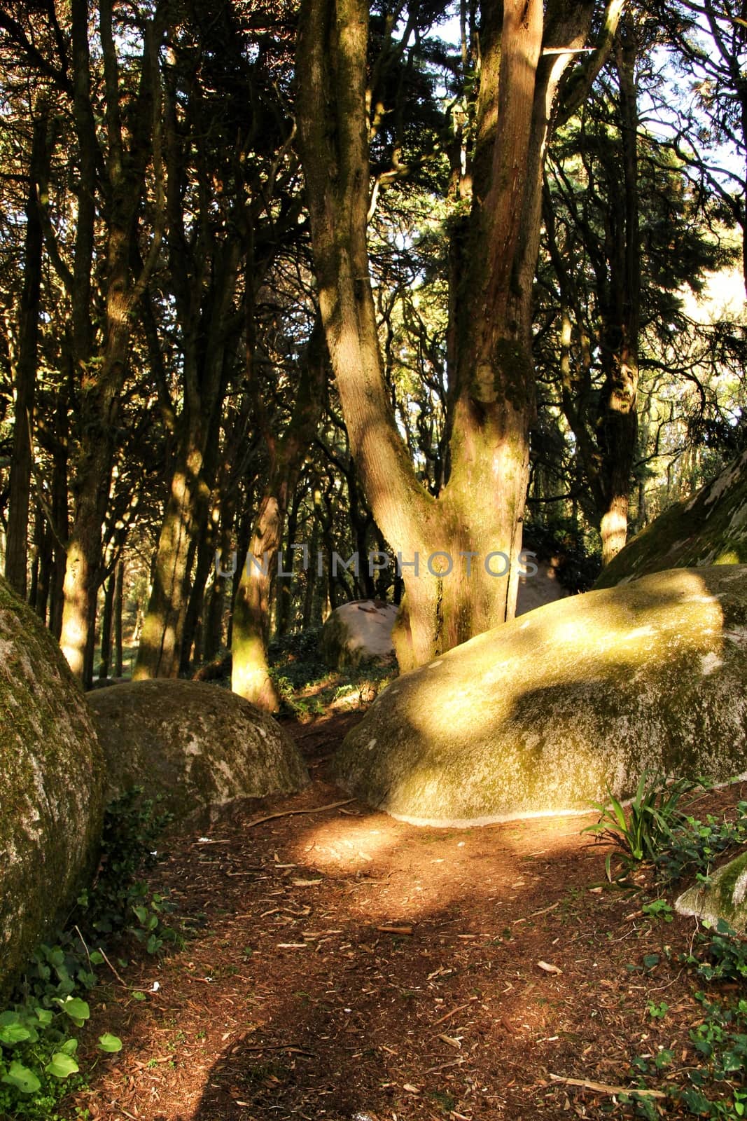 Beautiful leafy forest with colossal rock formations and majestic trees with soft sun rays in Sintra Mountains in Lisbon, Portugal