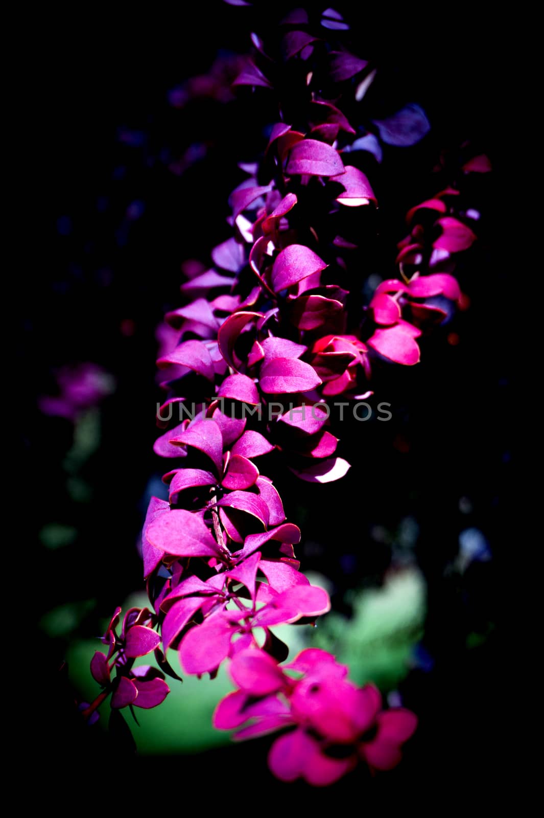 Red leaves of small bush in the field. No people