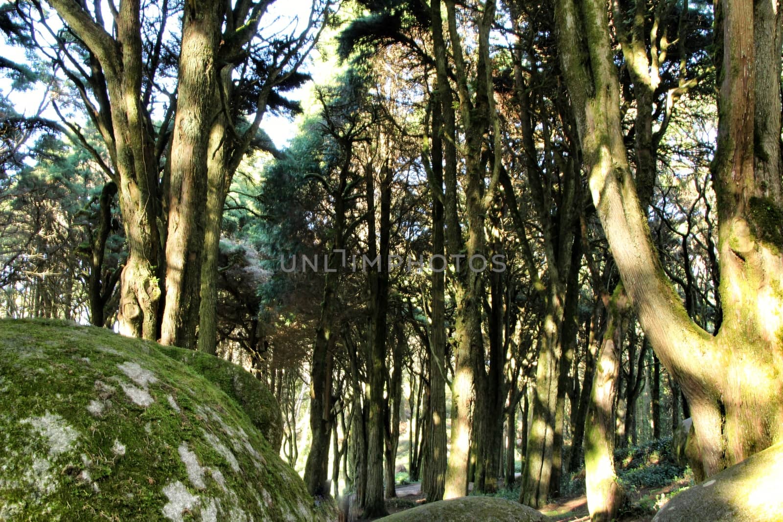 Beautiful leafy forest with colossal rock formations and majestic trees with soft sun rays in Sintra Mountains in Lisbon, Portugal