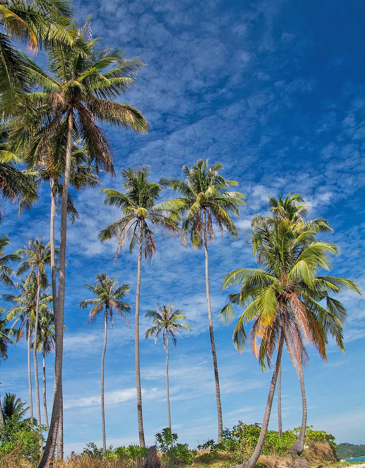 Beautiful pictures of  Bahamas