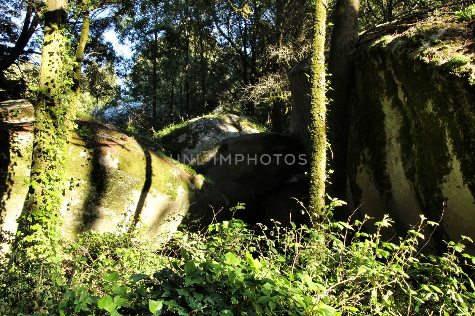 Beautiful leafy forest with colossal rock formations and majestic trees with soft sun rays in Sintra Mountains in Lisbon, Portugal