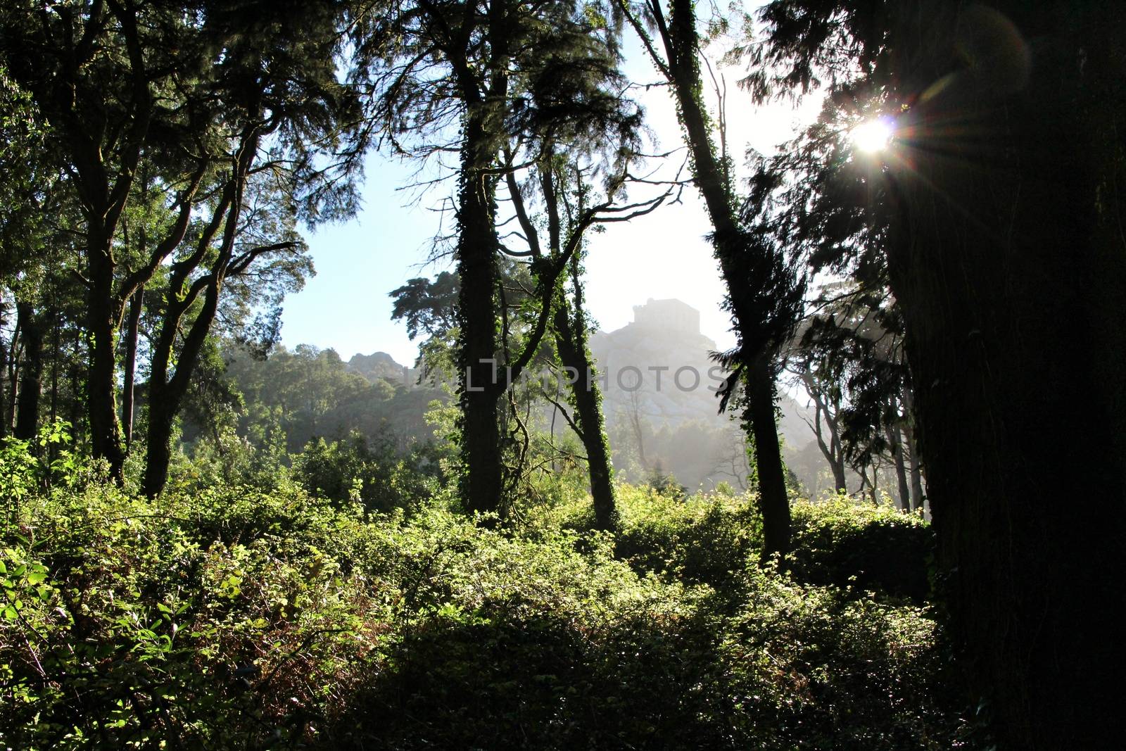 Beautiful leafy forest with colossal trees and soft sun rays in Sintra Mountains in Lisbon, Portugal