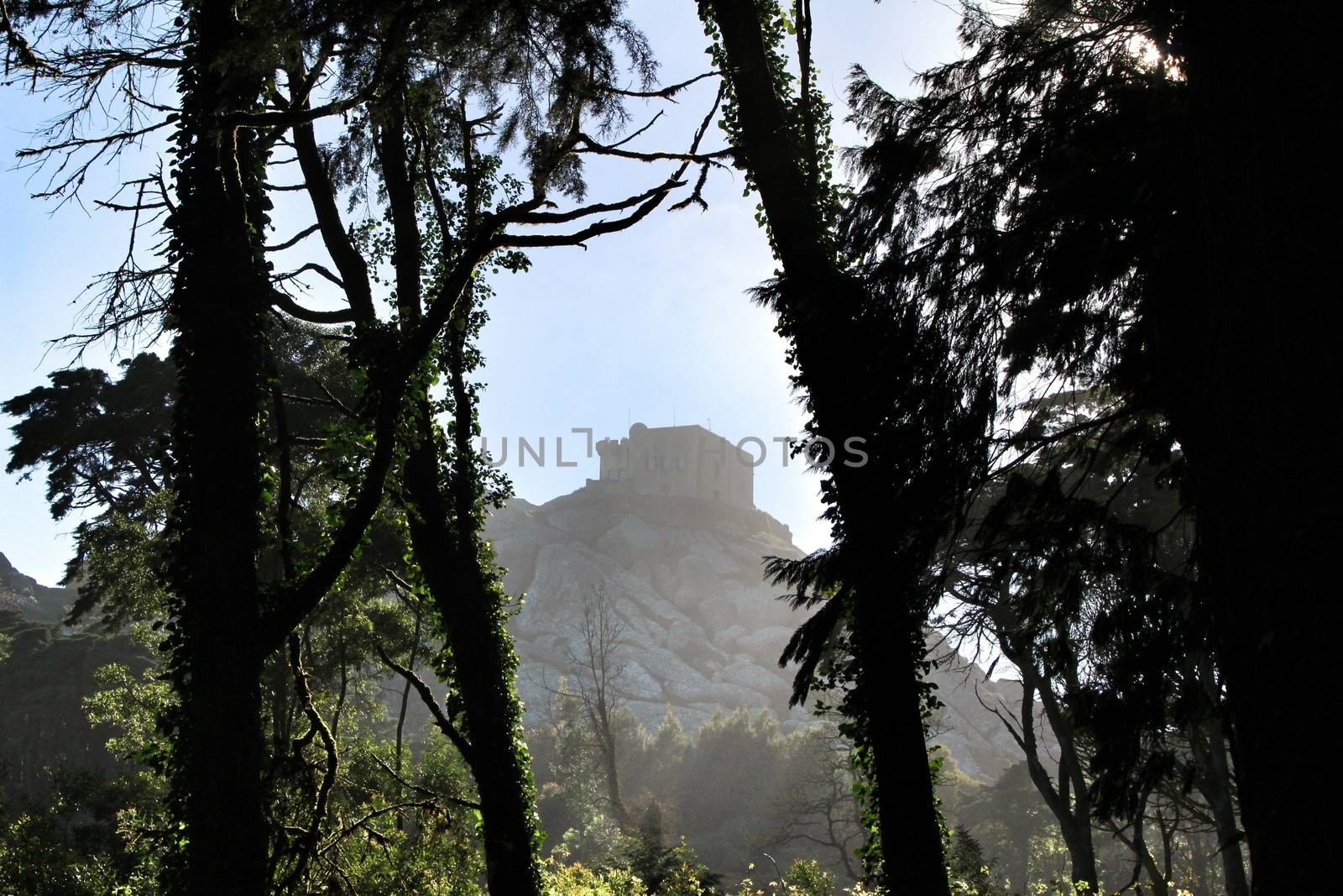 Beautiful leafy forest with colossal trees and soft sun rays in Sintra Mountains in Lisbon, Portugal. Capuchin convent in the background