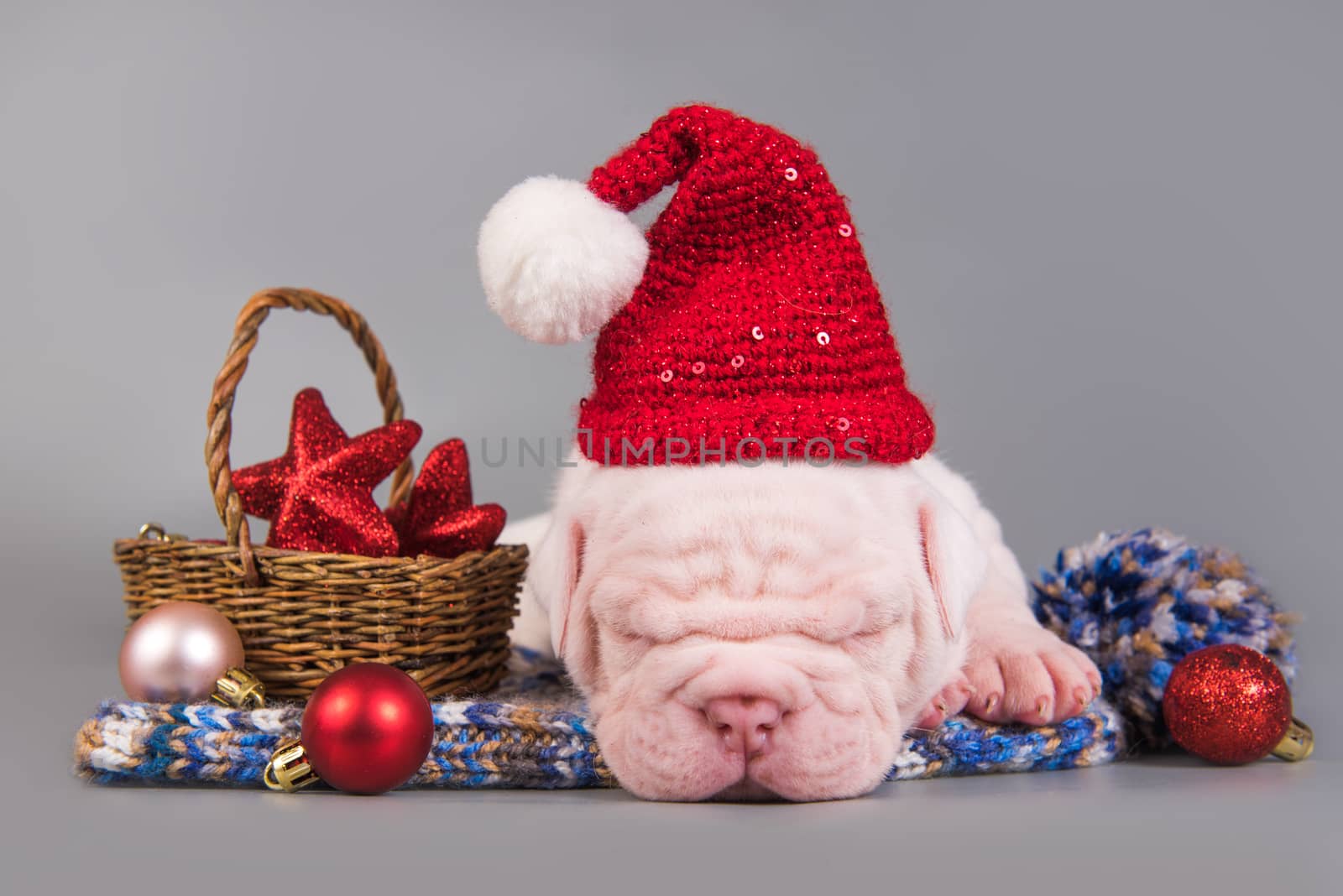 Funny American Bulldog puppy dog with santa claus hat is sleeping. Christmas or New Year background