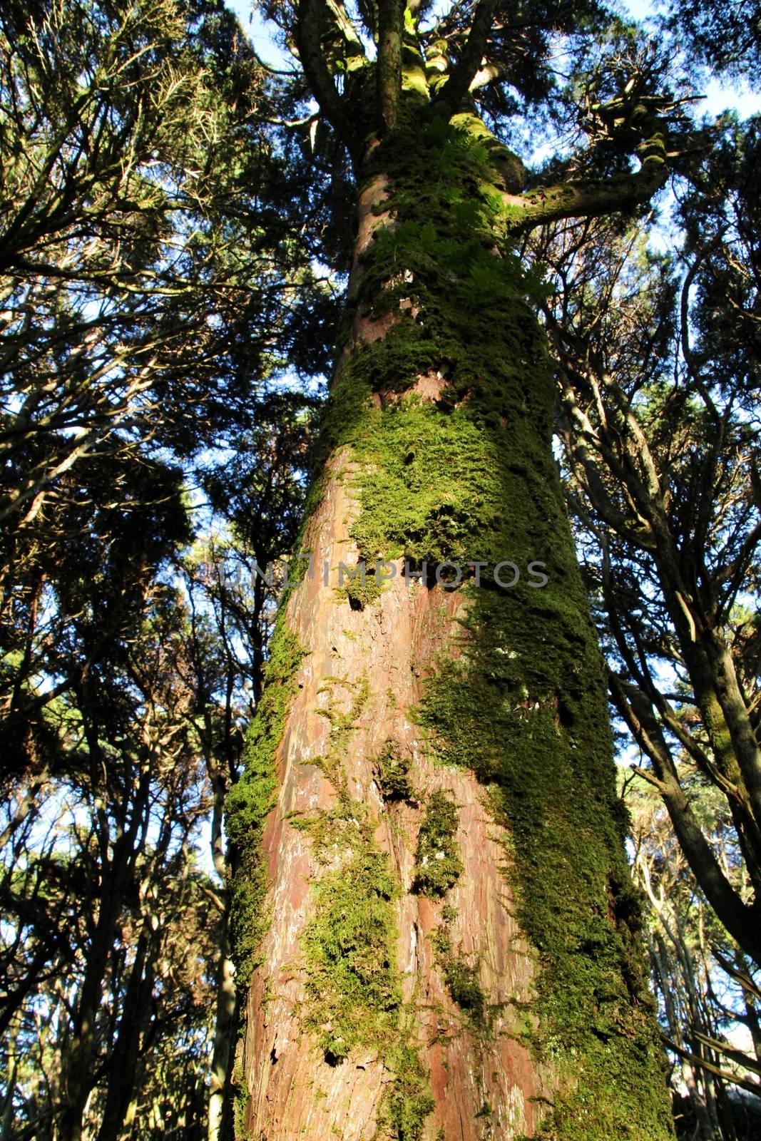 Beautiful leafy forest with colossal trees and soft sun rays in Sintra Mountains in Lisbon, Portugal