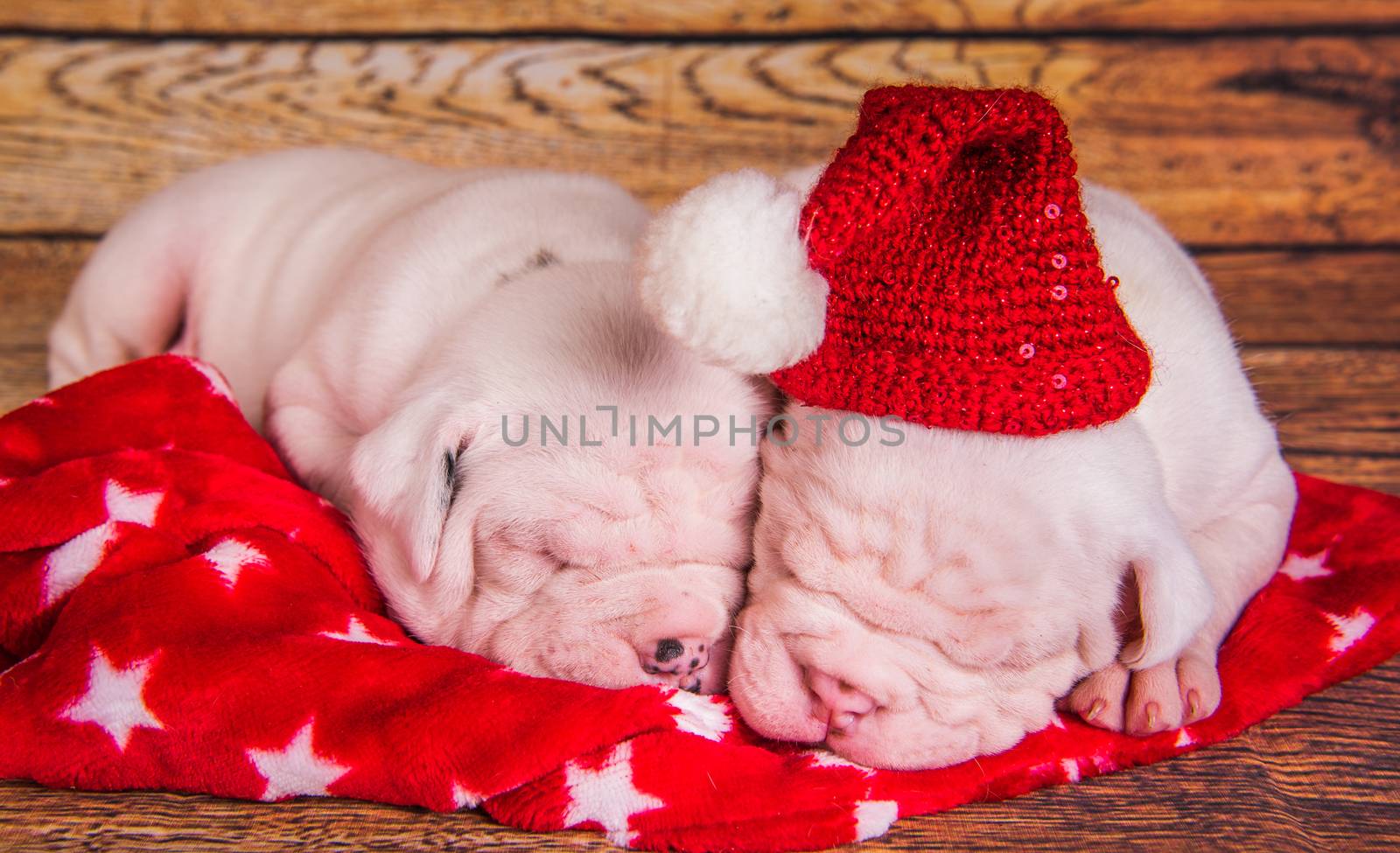 Two Funny American Bulldog puppies dogs with santa claus hat are sleeping. Christmas or New Year background