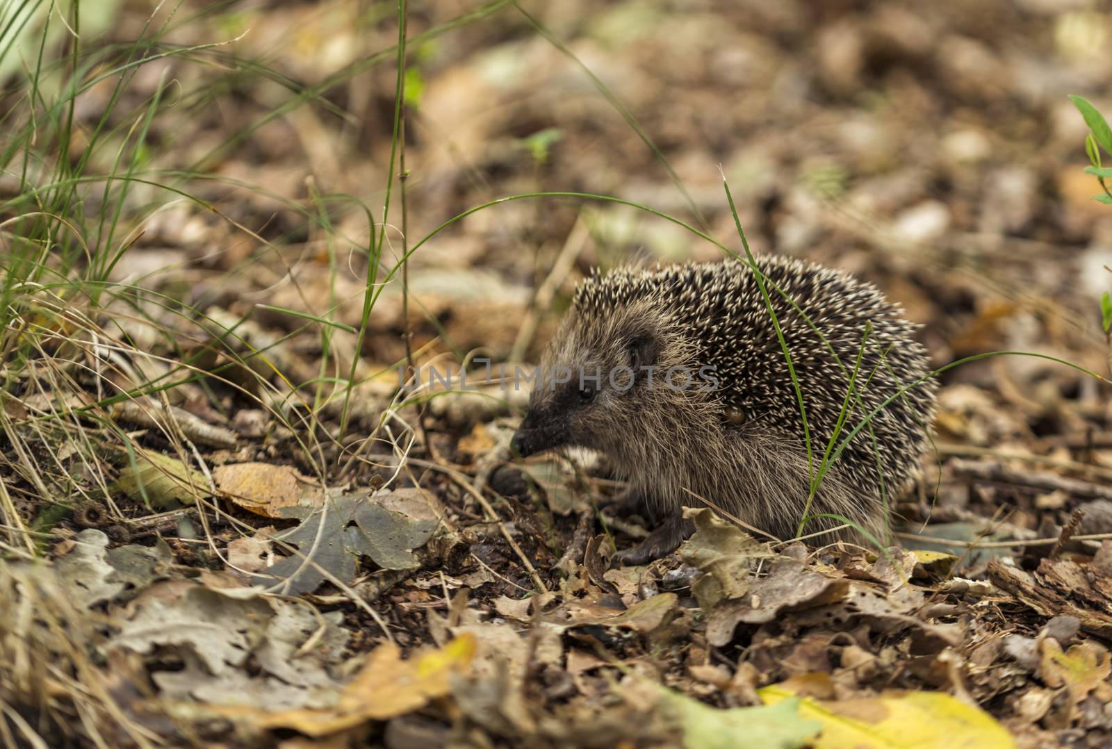 young hedgehog in the wild, in a forest in holland