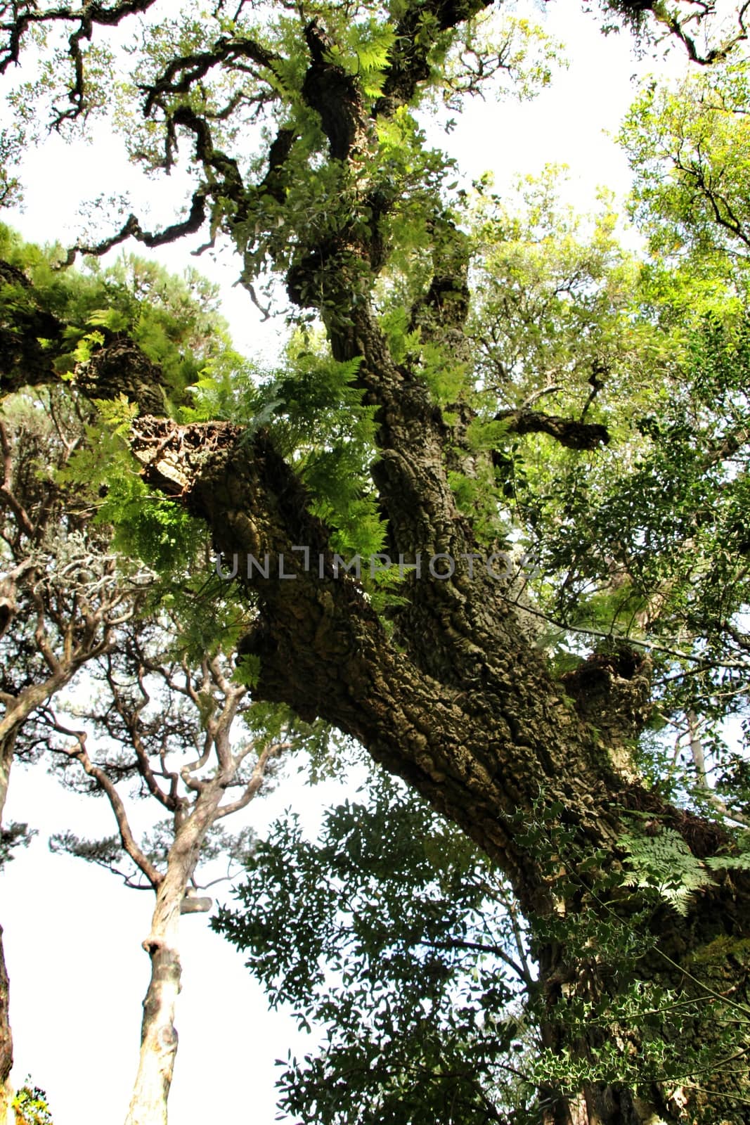 Leafy and green gardens with large trees in Sintra, Lisbon