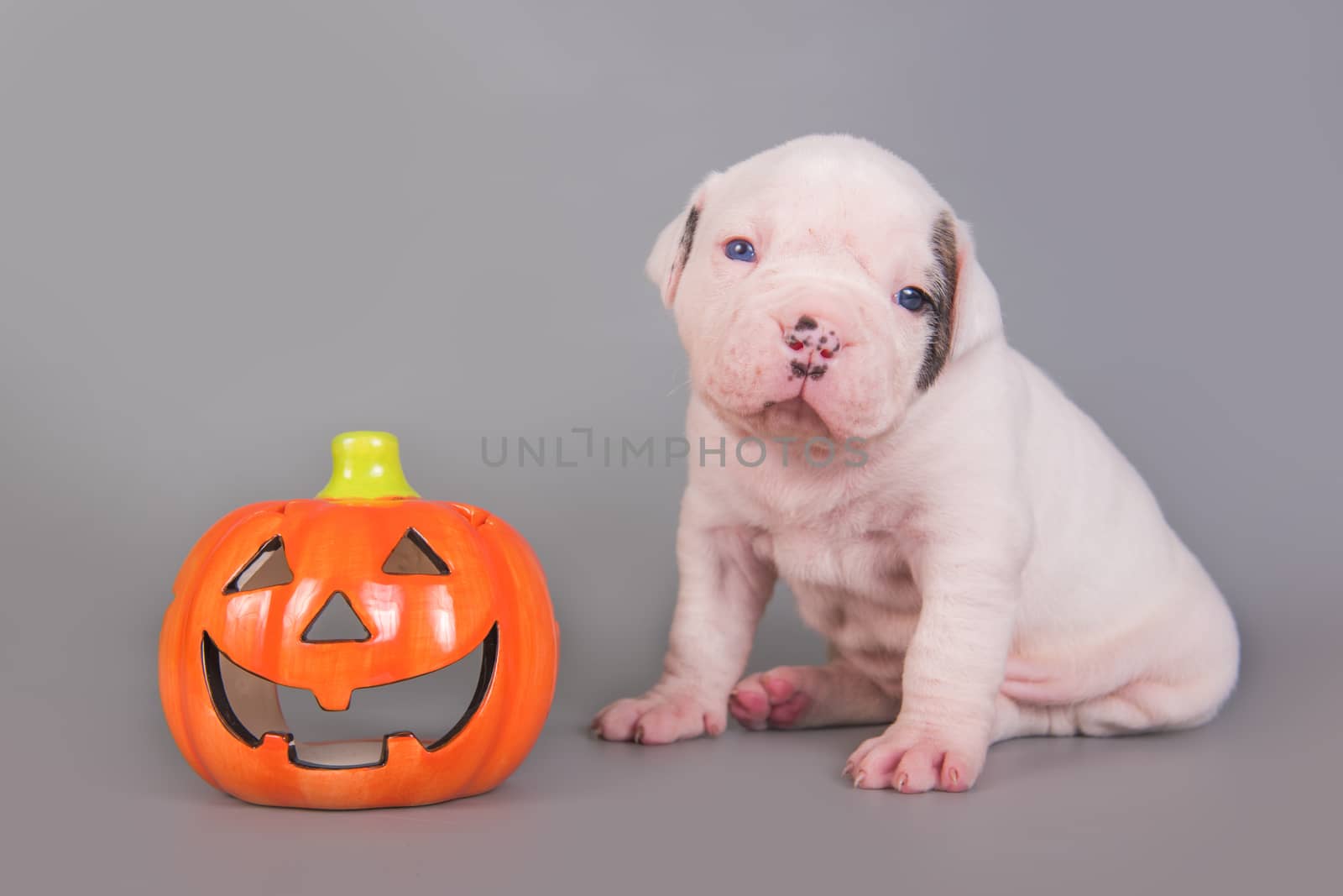 Funny American Bulldog puppy dog and orange little pumpkin, halloween card