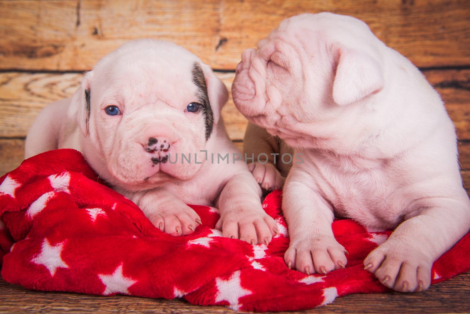 Two Funny American Bulldog puppies dogs are sleeping by infinityyy