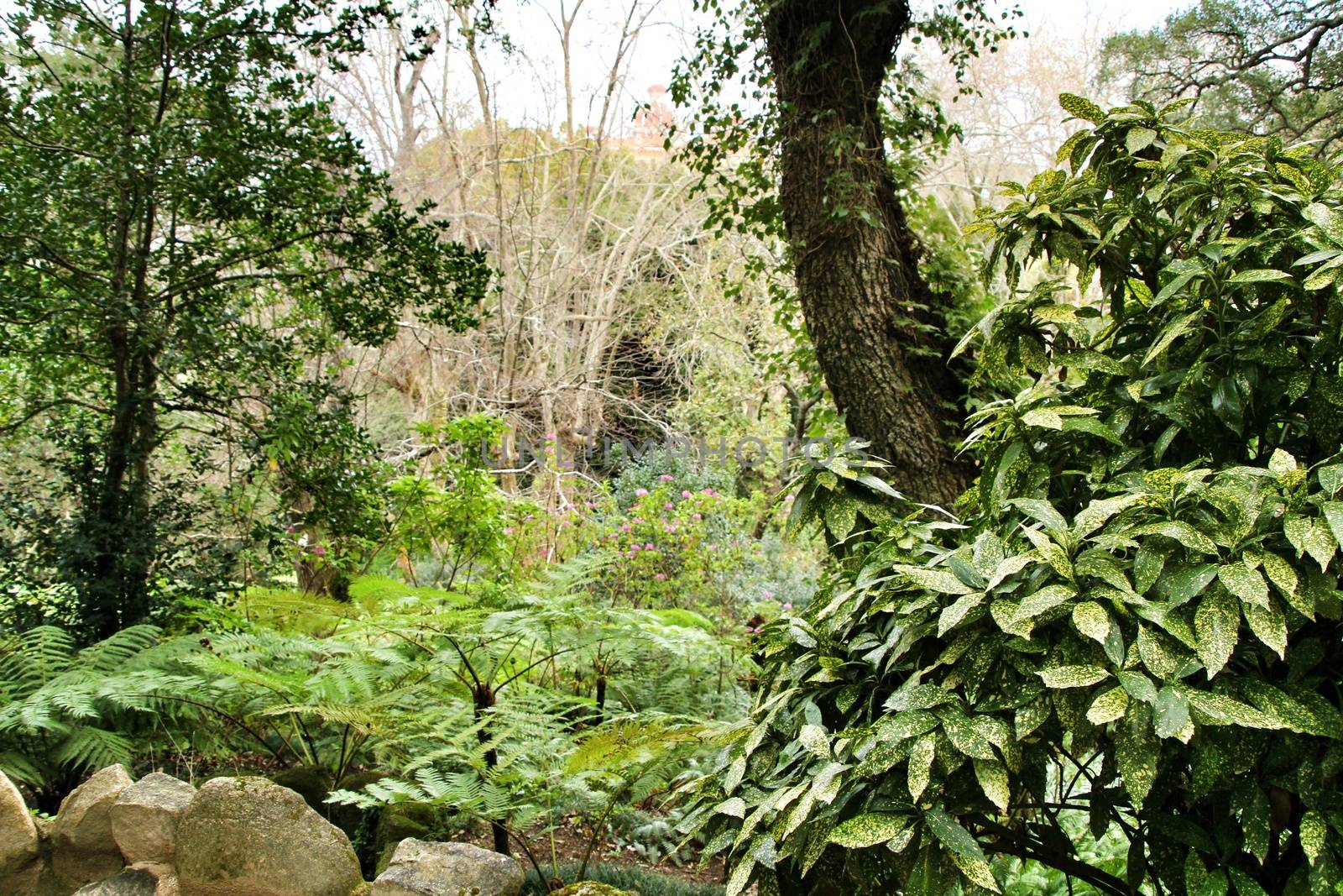 Beautiful leafy and green garden with big ferns in Sintra, Portugal