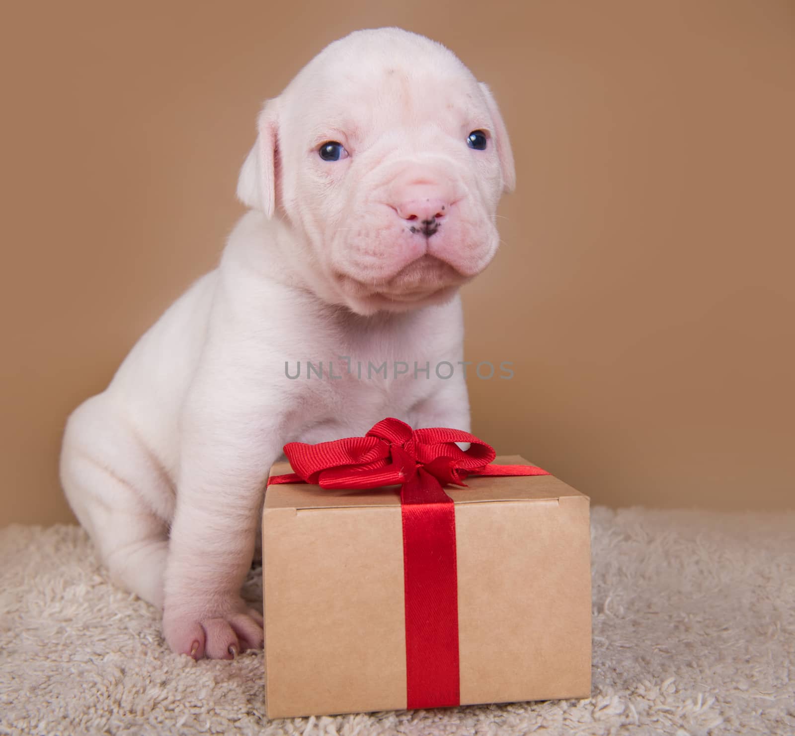 American Bulldog puppy dog is sitting with gift box by infinityyy