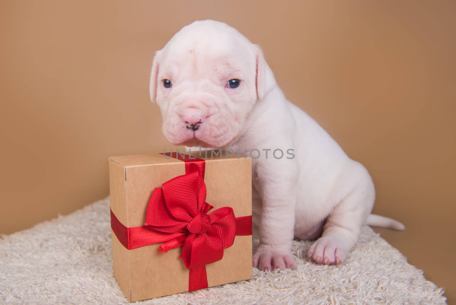 Funny small American Bulldog puppy dog is sitting with gift box
