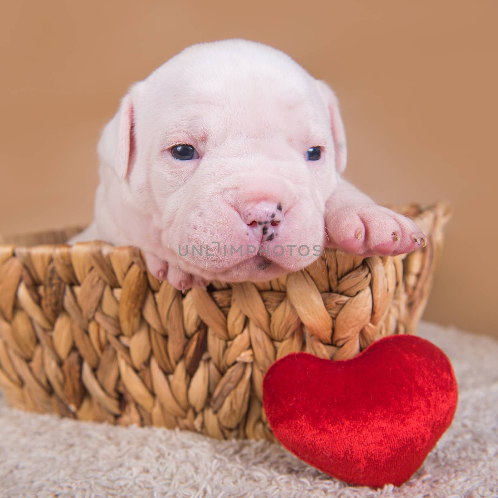 American Bulldog puppy dog in a basket with heart by infinityyy