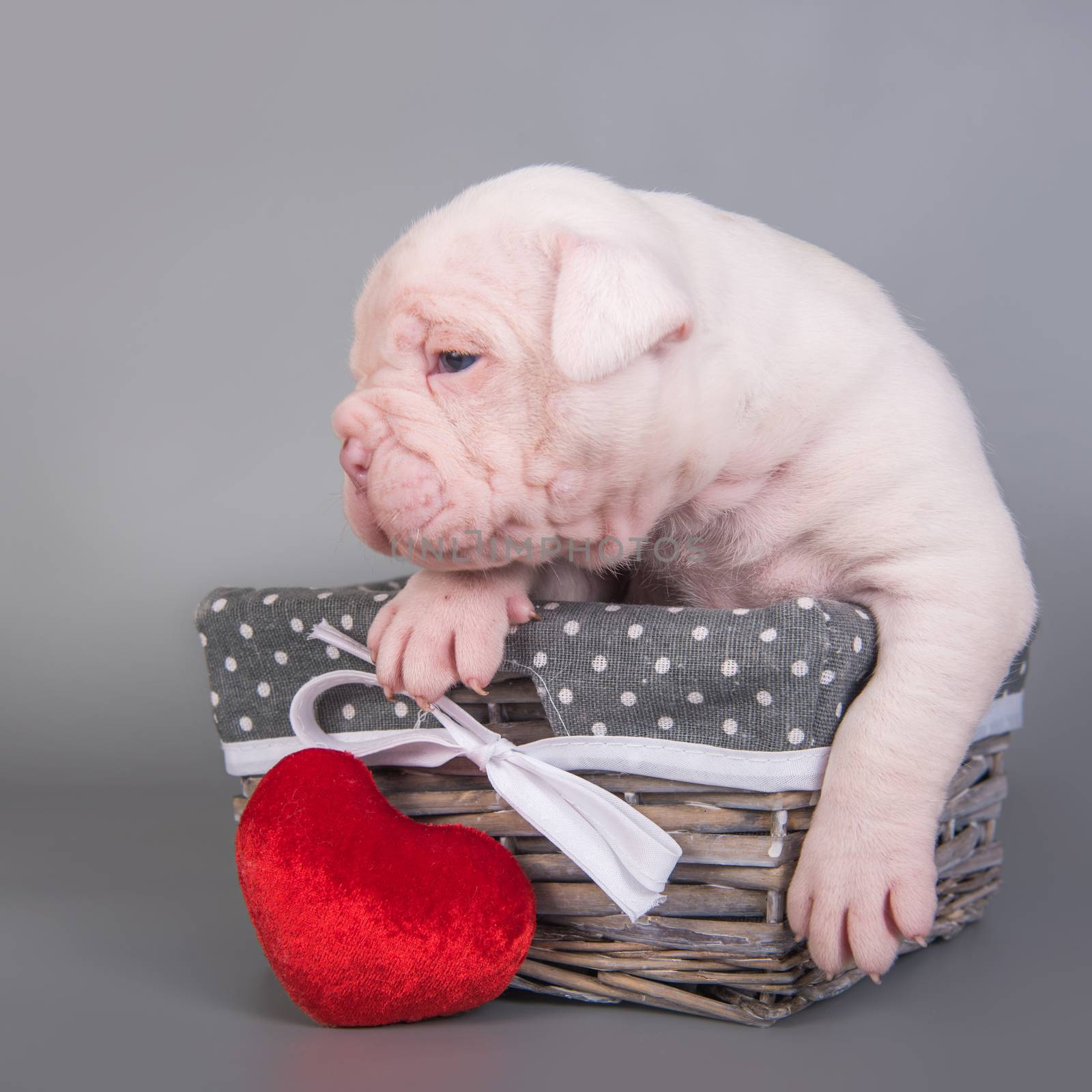 American Bulldog puppy dog in a basket with heart by infinityyy