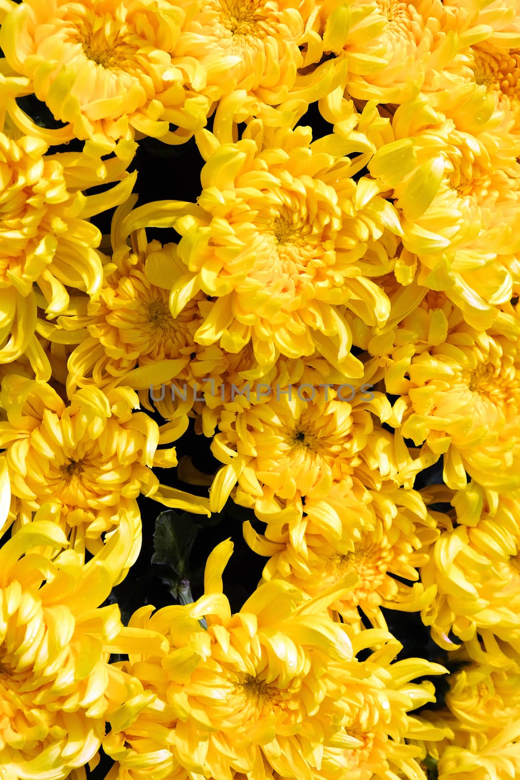 fresh gerbera flowers by ponsulak