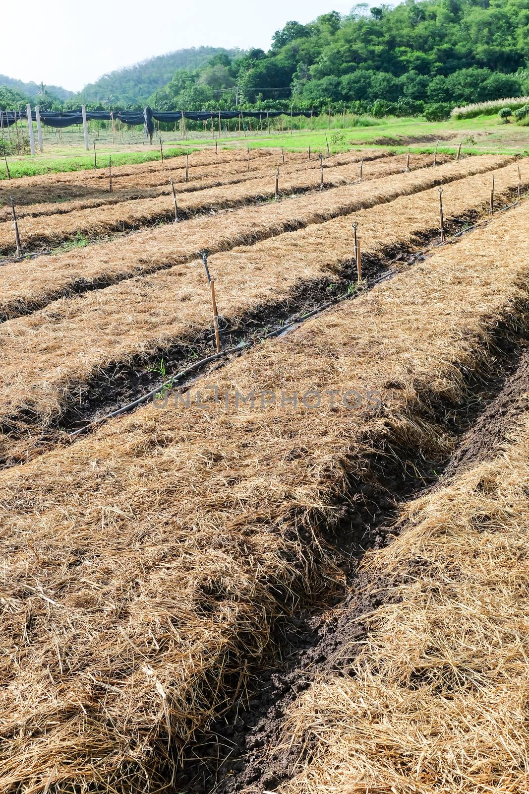 Preparing soil for plantation, Vegetable plots,Straw cover crop cultivated soil