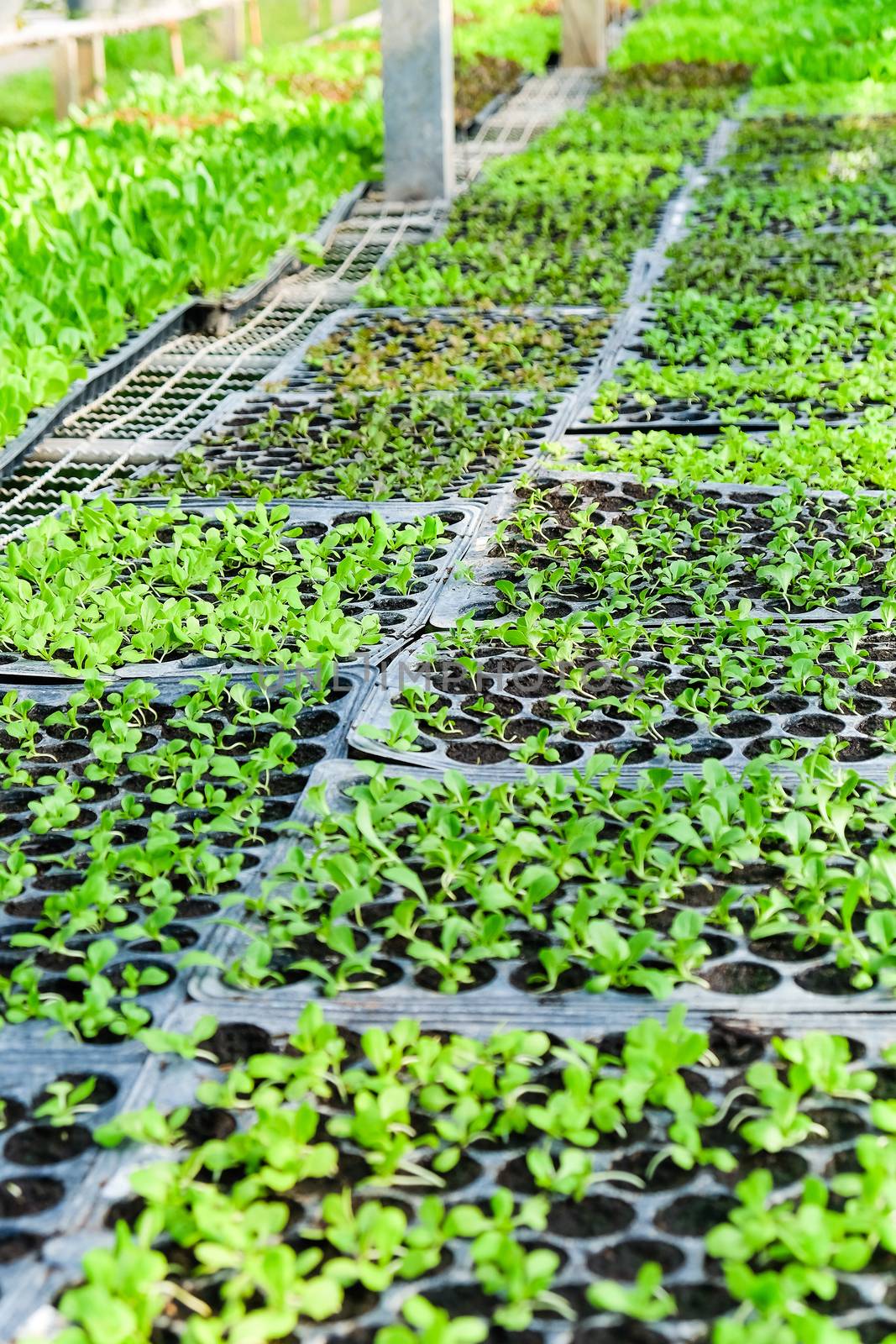 Image of young plants growing in a greenhouse.