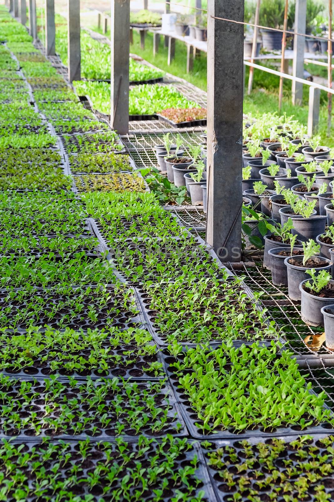 Image of young plants growing in a greenhouse.