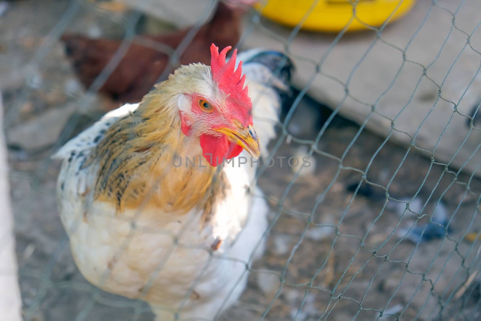 farm animals, Chickens on traditional free range poultry farm in Saraburi province, Thailand