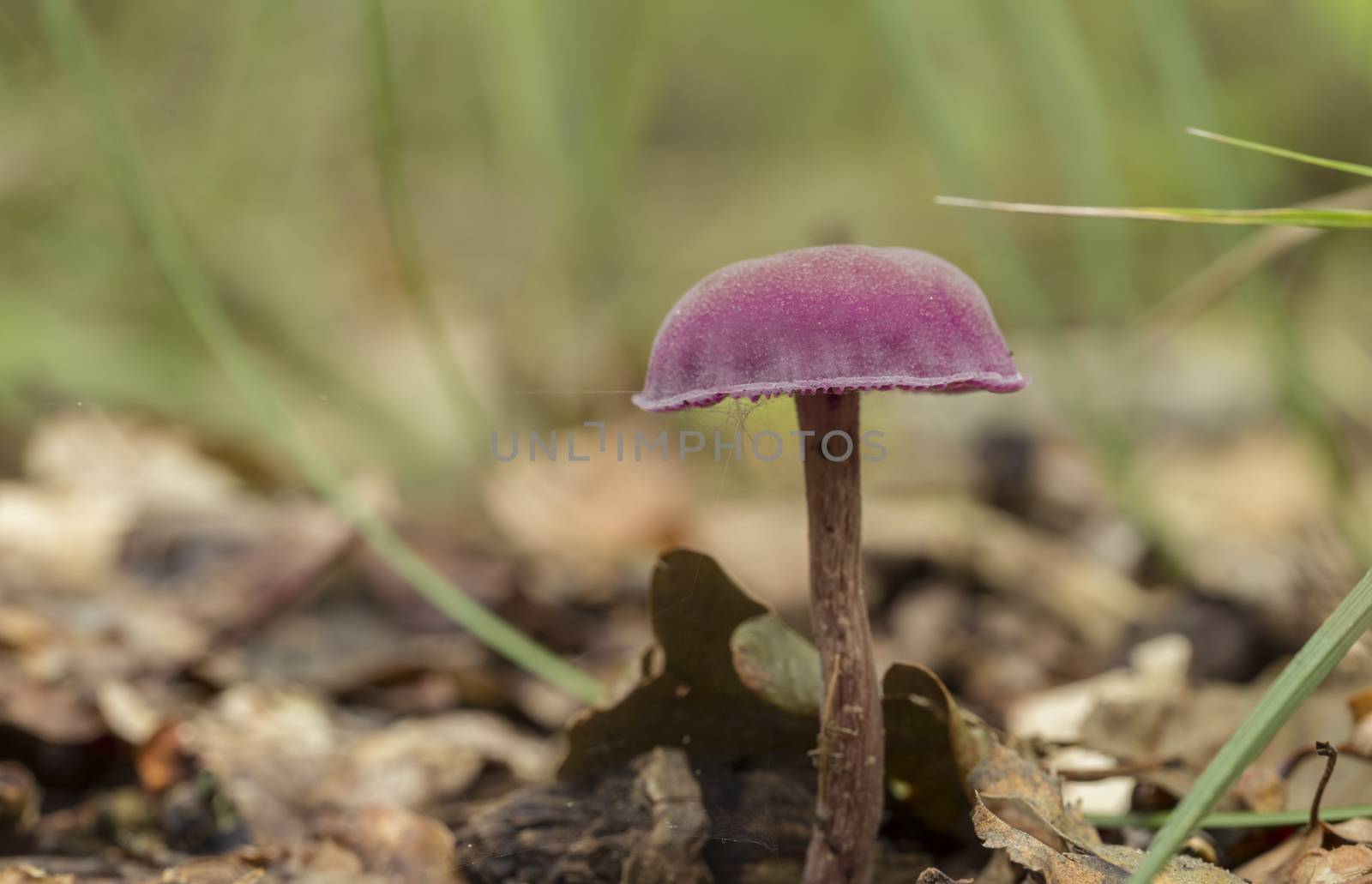 purple mushroom in soft focus with shallow depth. Laccaria amethystina or the amethyst deceiver between the moss and ferns on the forest floor.