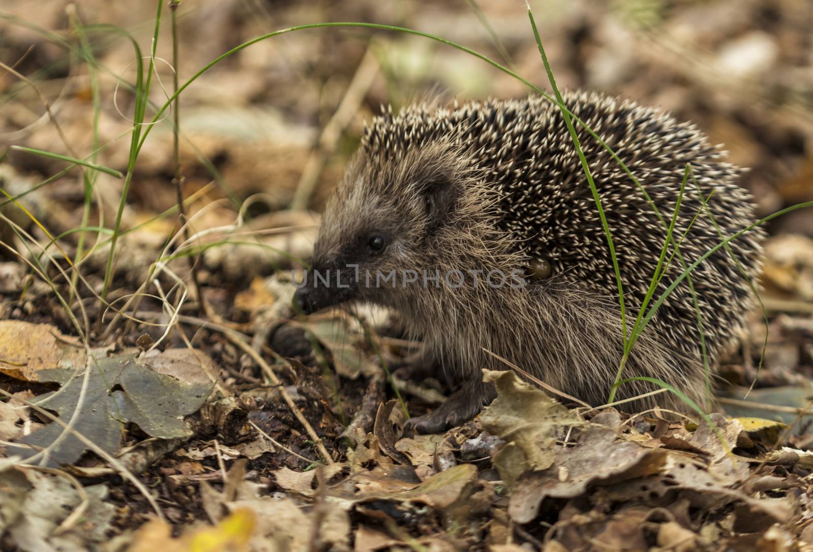 young hedgehog in the wild, in a forest in holland