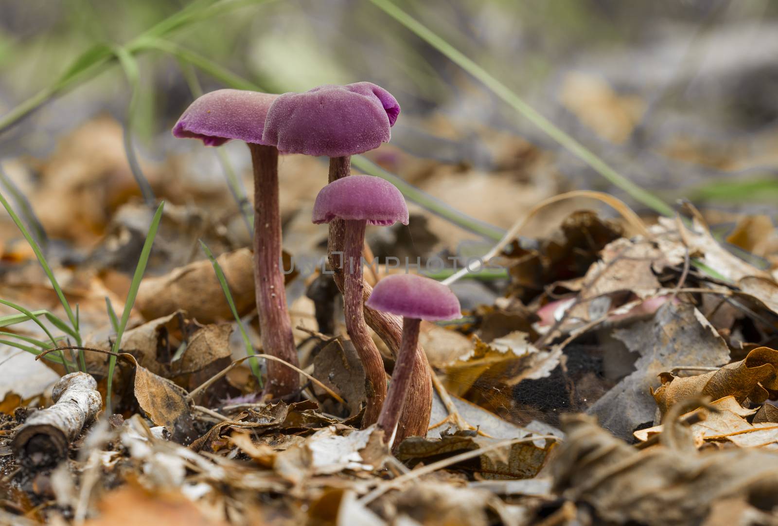 purple mushroom in soft focus with shallow depth. Laccaria amethystina or the amethyst deceiver between the moss and ferns on the forest floor.