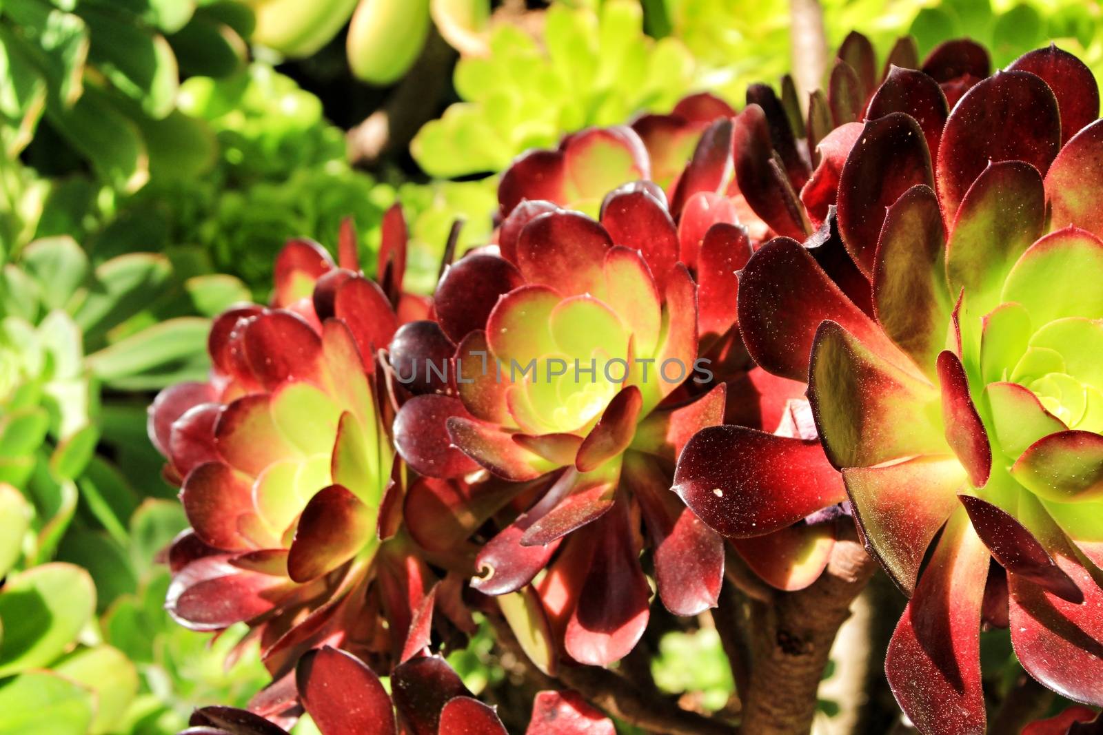 Tree aeonium, aeonium arboreum succulent plant under the sun in the garden