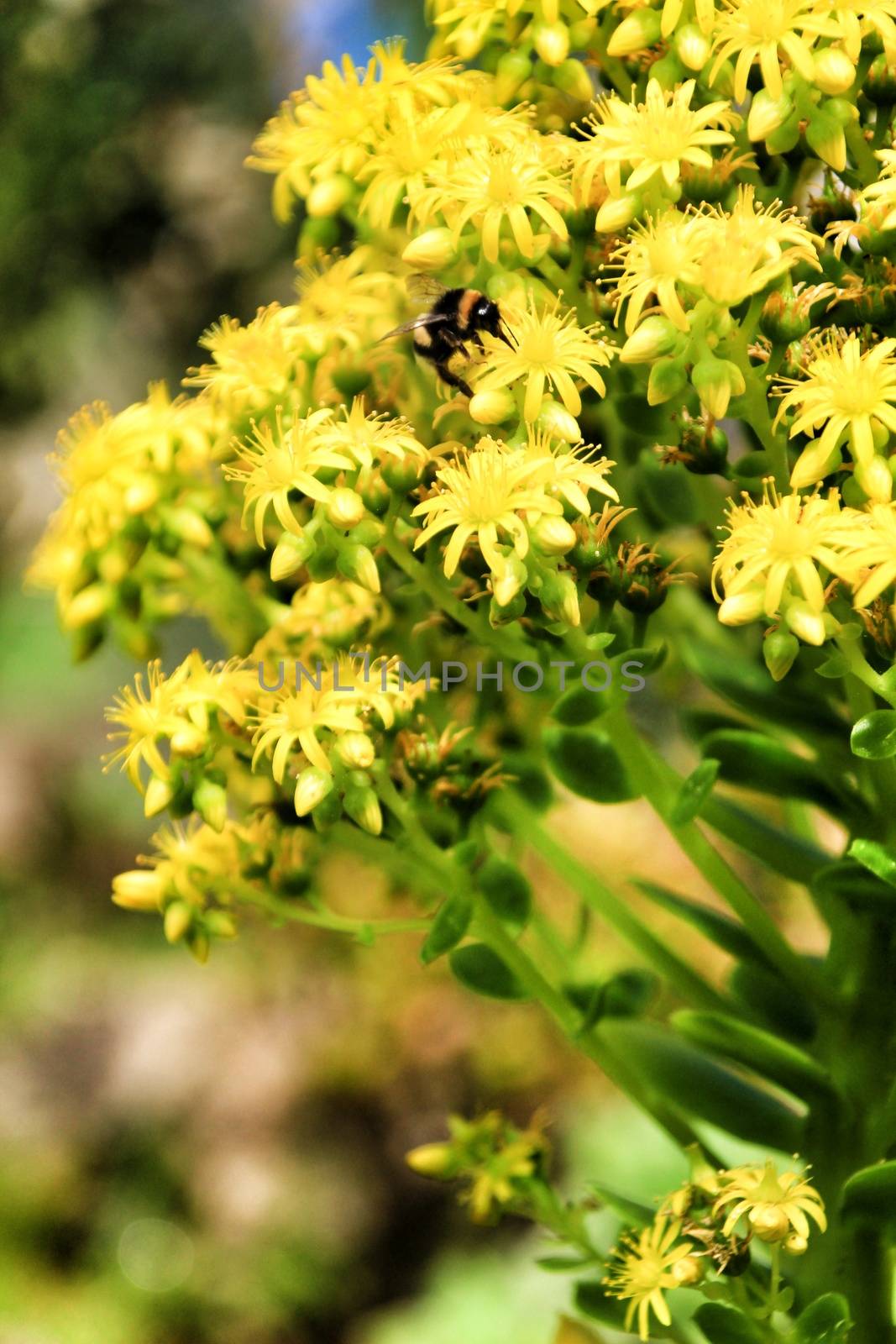 Beautiful bee on sedum crasa flowers in the garden