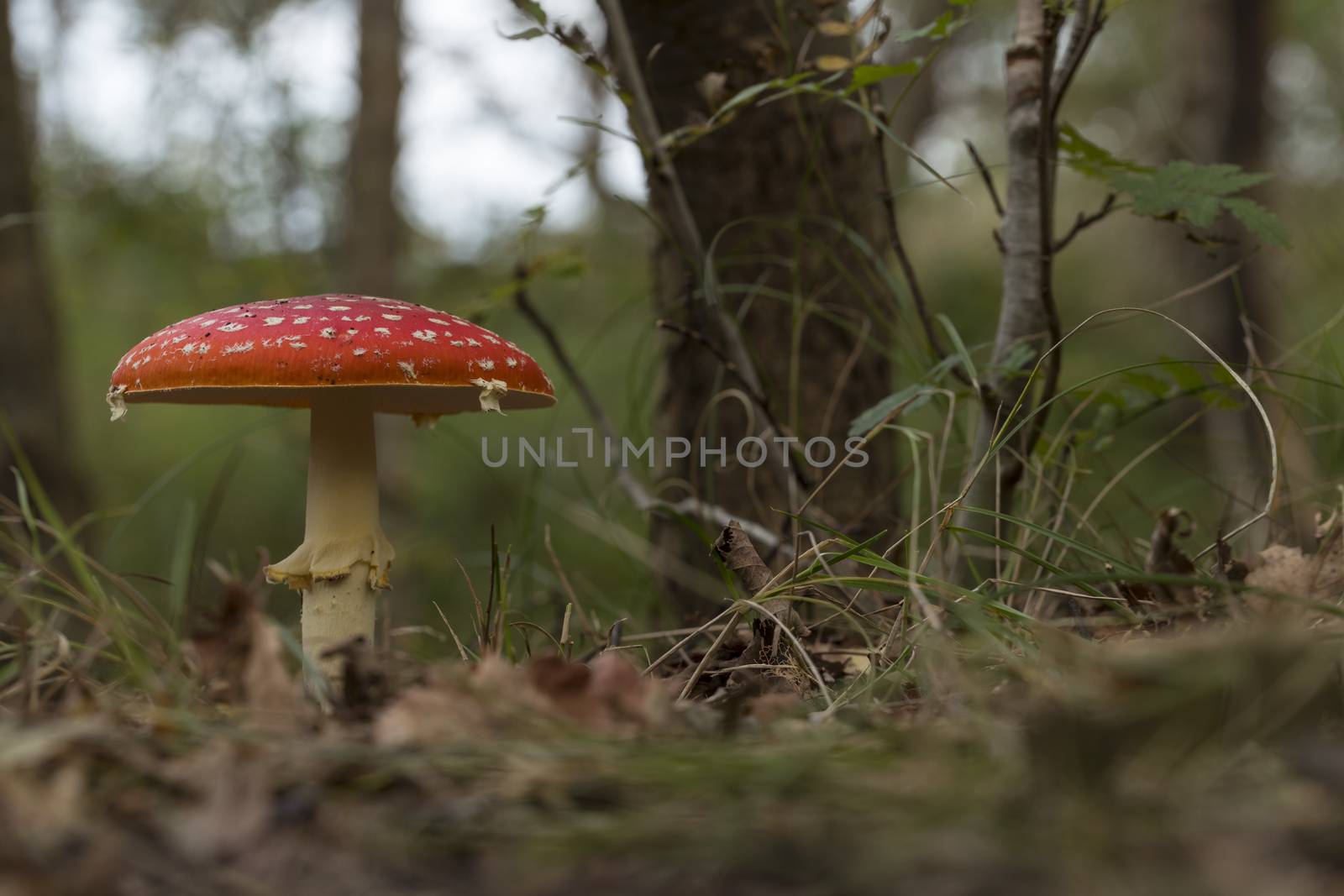 Amanita muscaria mushroom with red and white dots macro in autumn forest