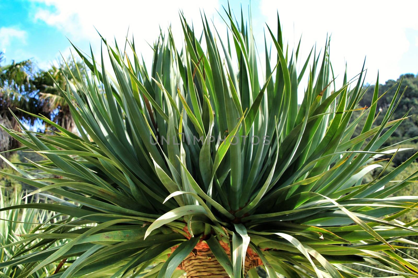 Beautiful Dracanea Draco in a garden of Sintra under the sun in Spring