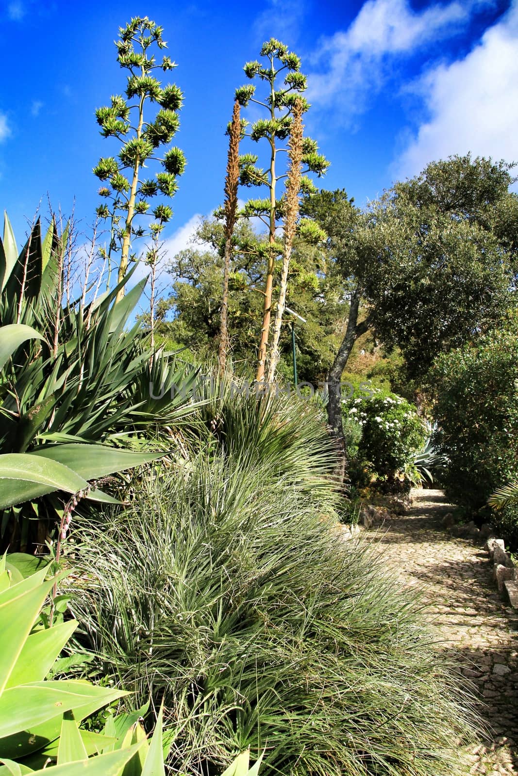Beautiful succulent and cactus garden in Sintra, Lisbon, Portugal.