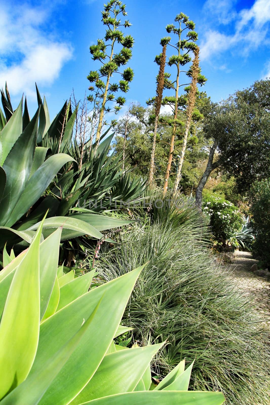 Beautiful succulent and cactus garden in Sintra, Lisbon, Portugal.