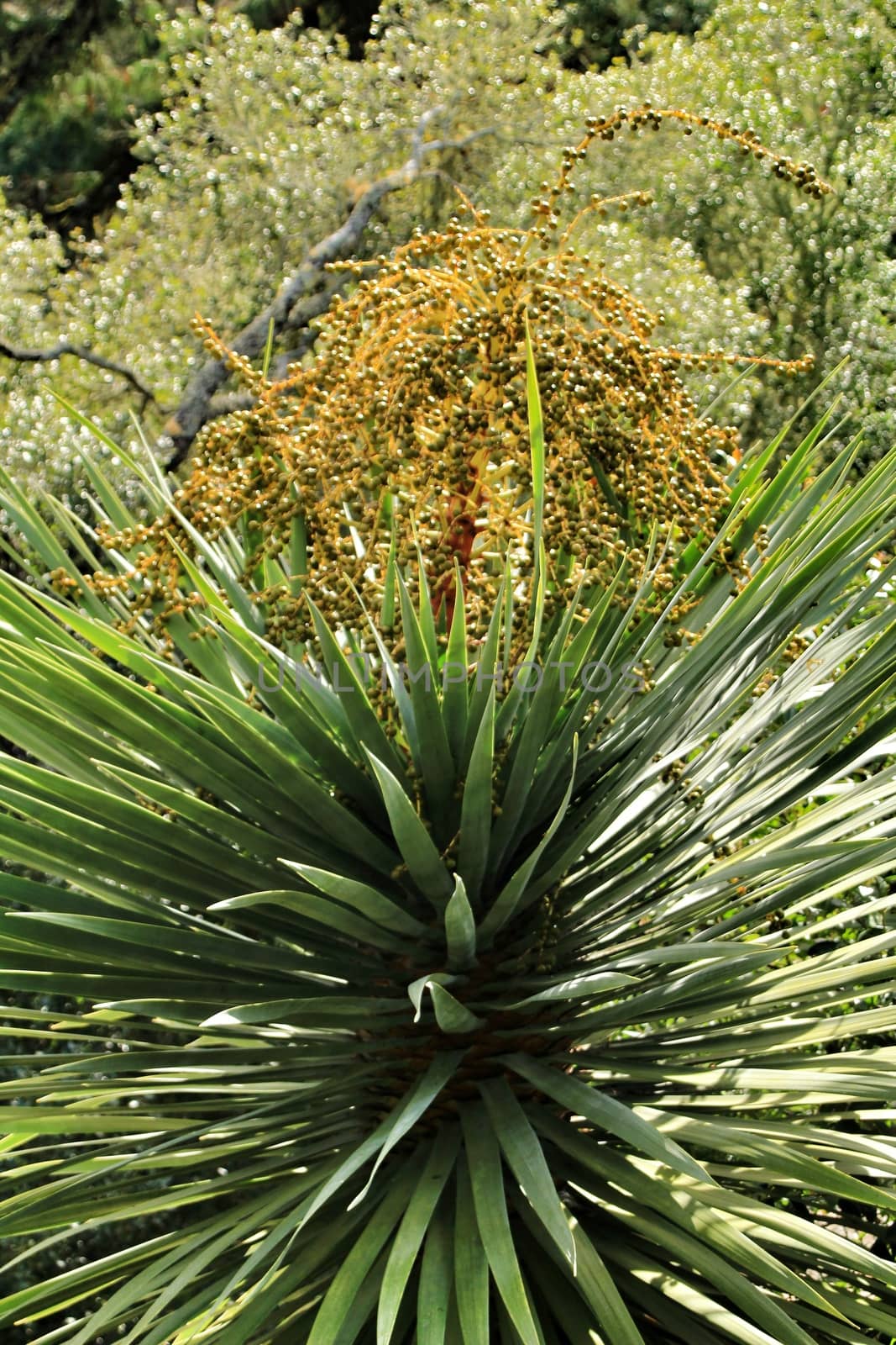 Beautiful Yucca in the garden by soniabonet