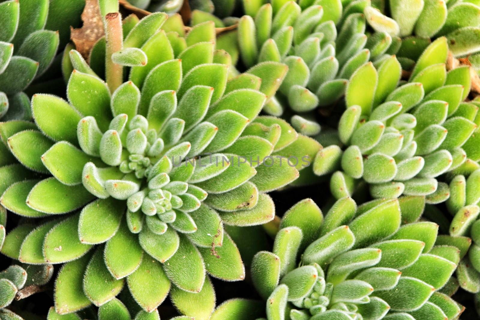 Beautiful Echeveria Setosa in the garden in Spring