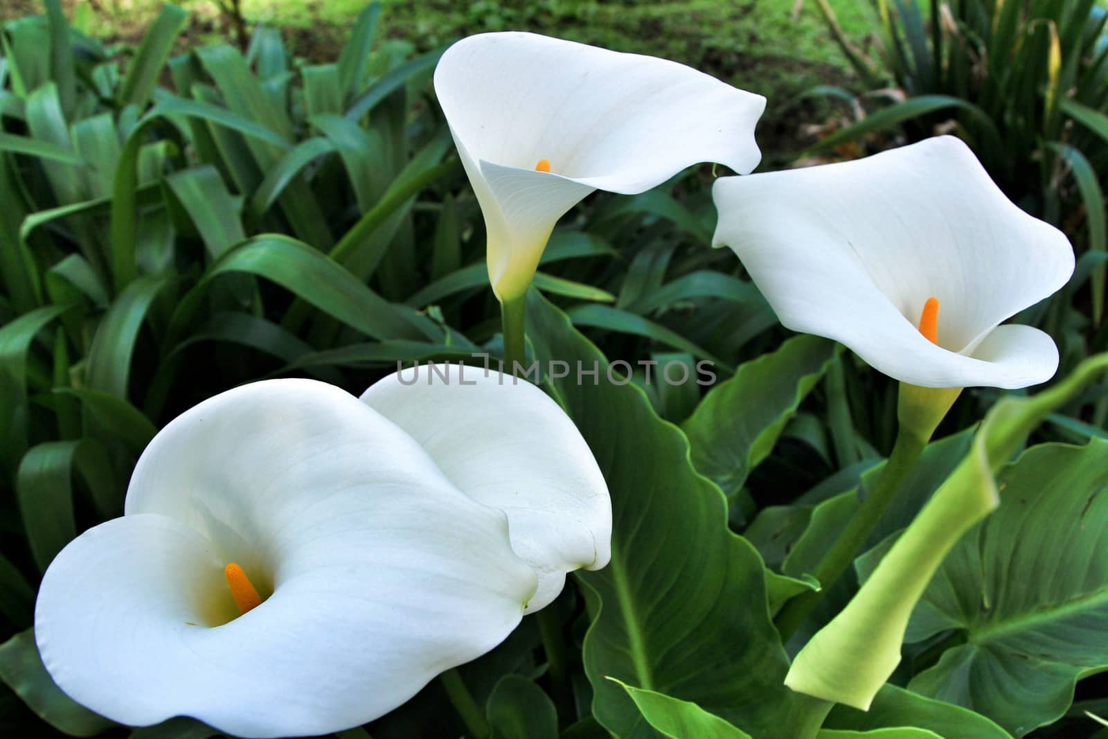 Beautiful Zantedeschia Aethiopica plant in the garden in spring