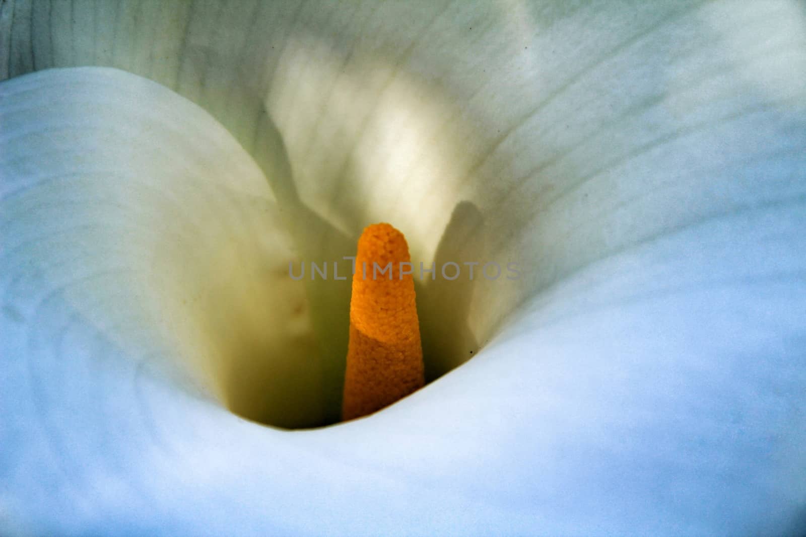 Beautiful Zantedeschia Aethiopica plant in the garden in spring