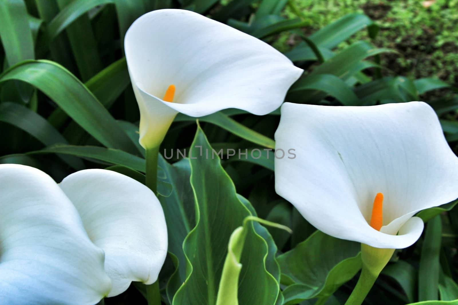 Beautiful Zantedeschia Aethiopica plant in the garden in spring